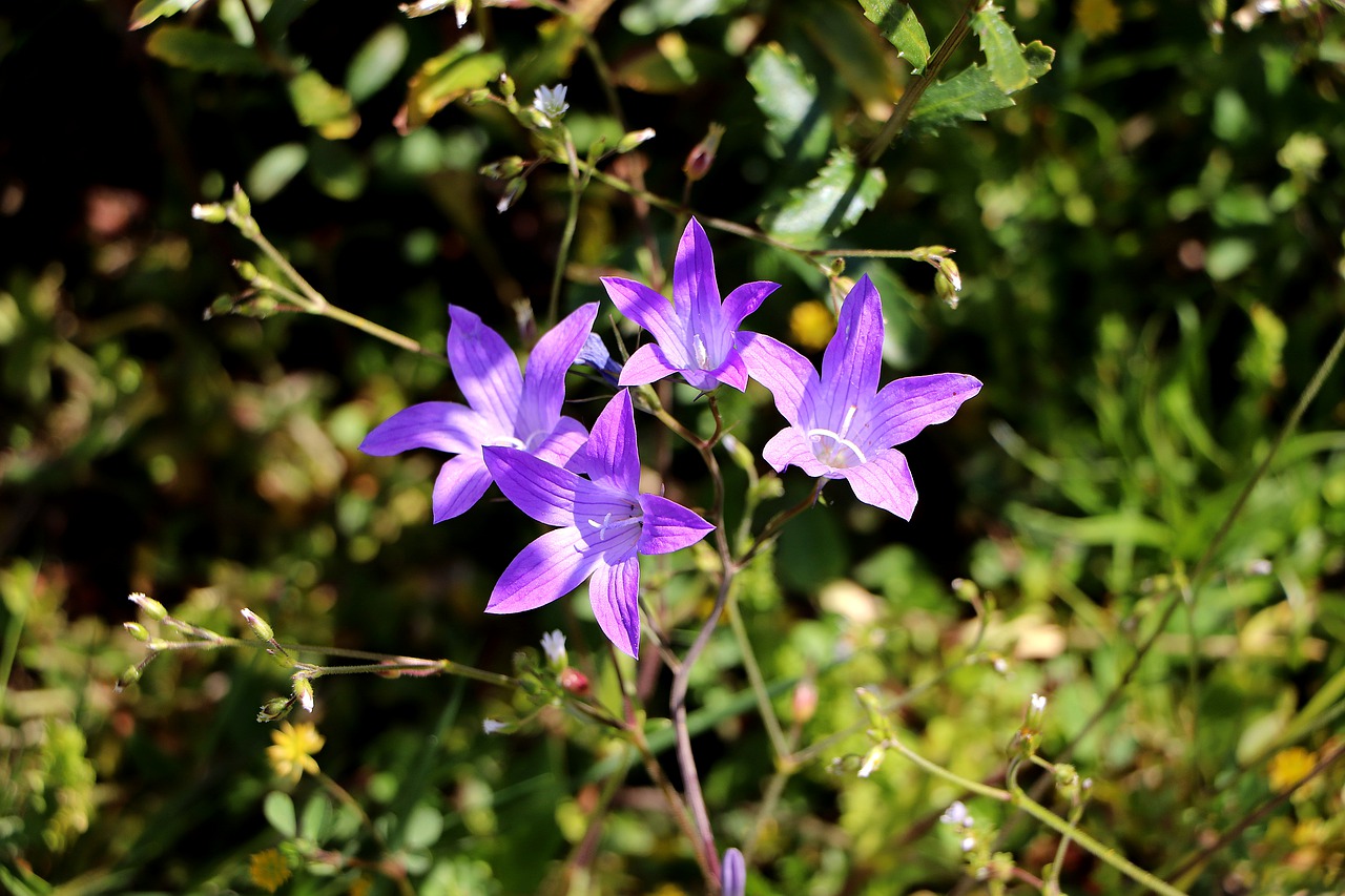 bellflower  blossom  bloom free photo