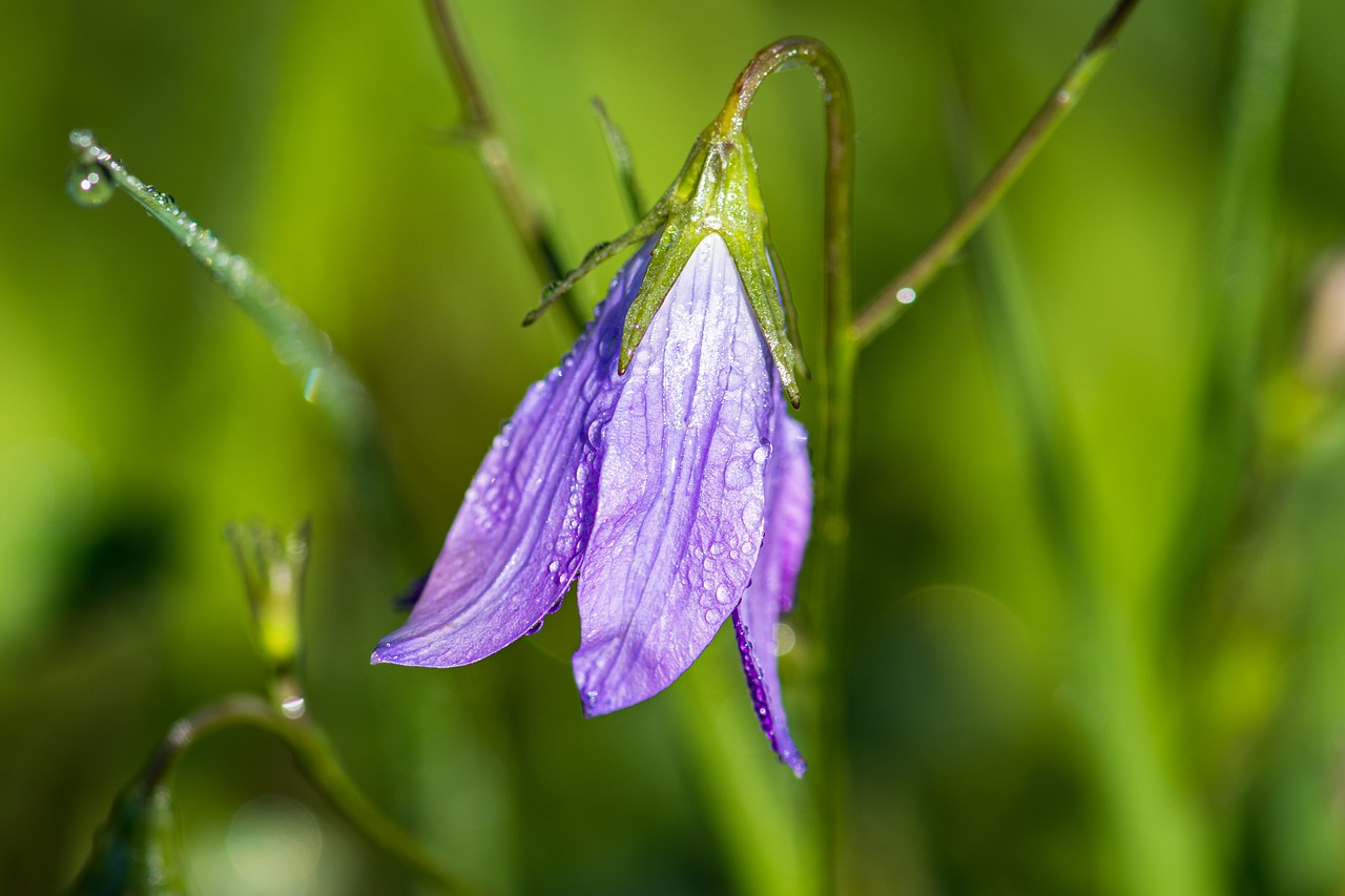 bellflower  meadow  blossom free photo