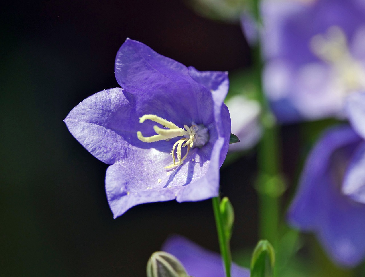 bellflower  blossom  bloom free photo