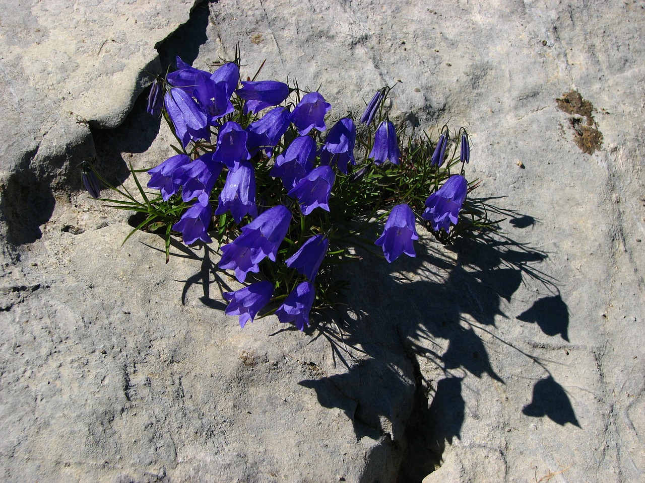 bellflower blue alpine flower free photo