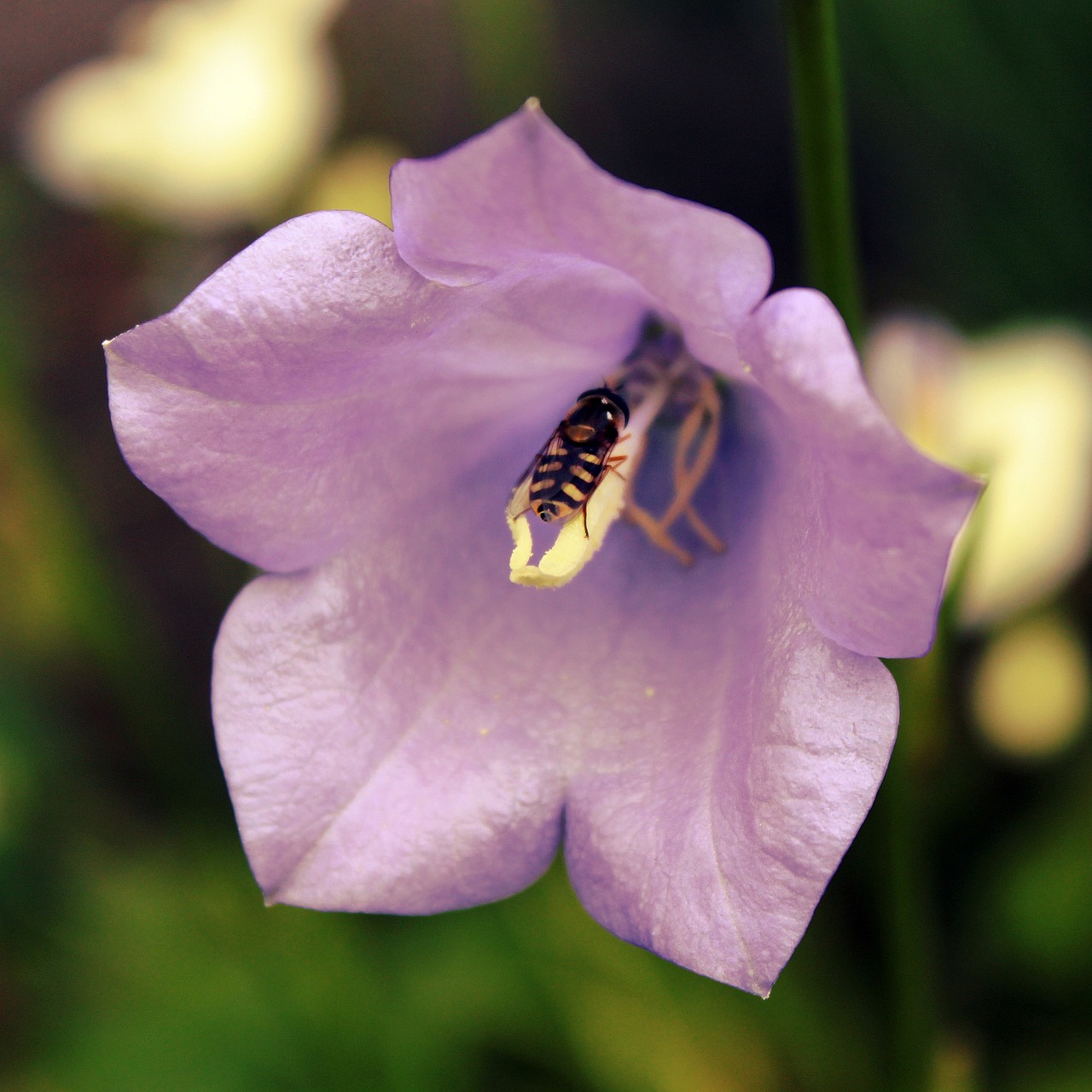 bellflower hover fly blossom free photo