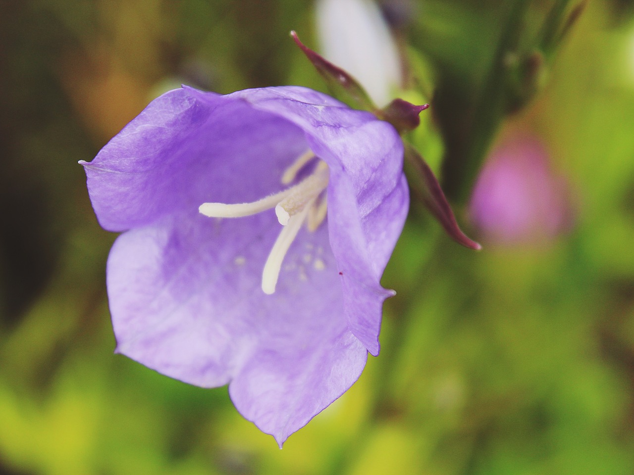 bellflower flower purple free photo