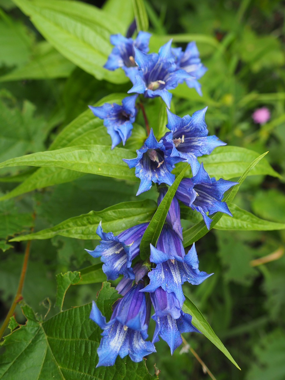 bellflower wild nature free photo