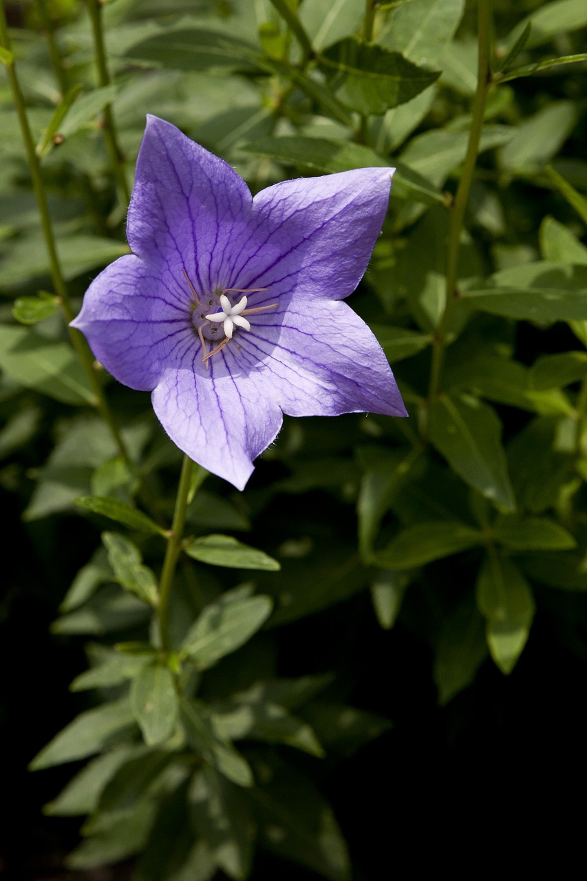 bellflower flower plants nature free photo