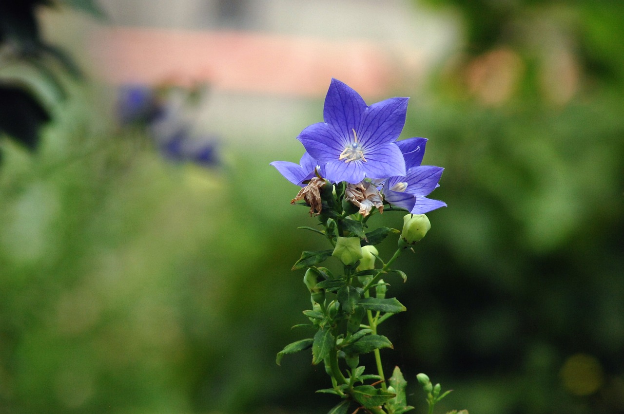 bellflower flower  behold  field free photo