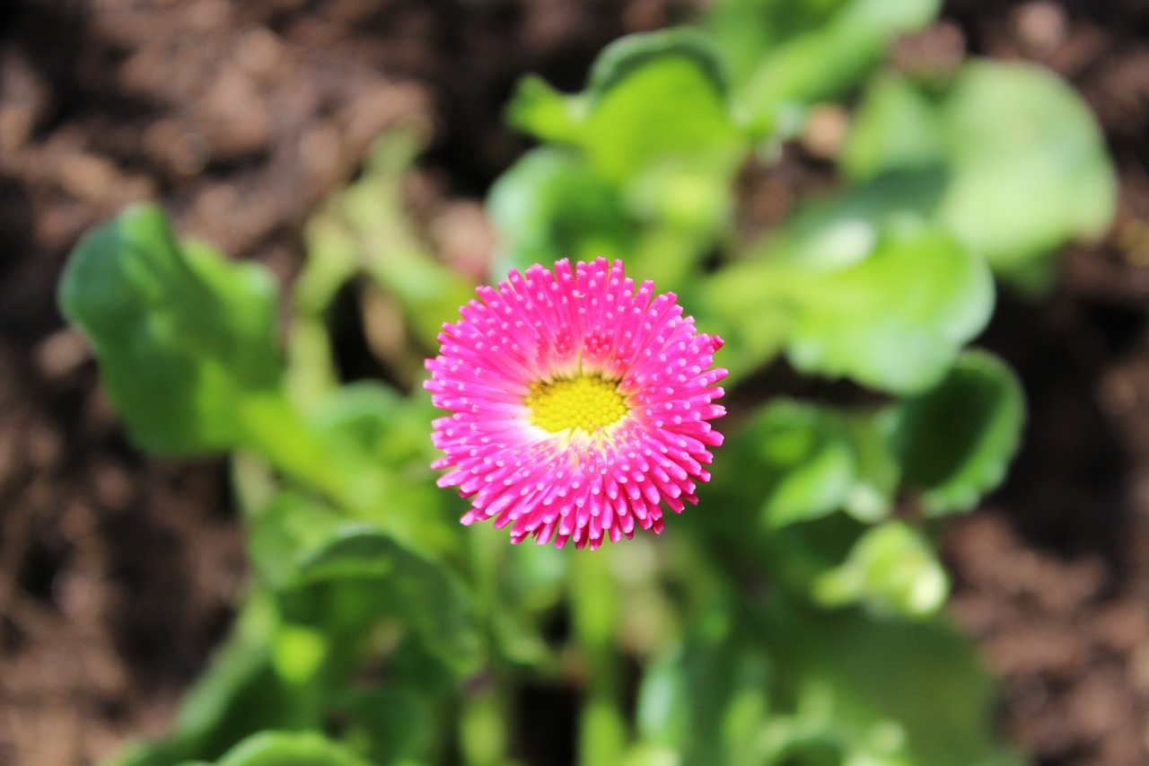 bellis daisy pink free photo