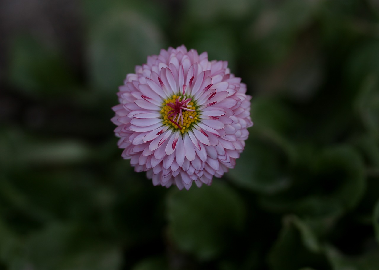 bellis perenis flower supplies free photo