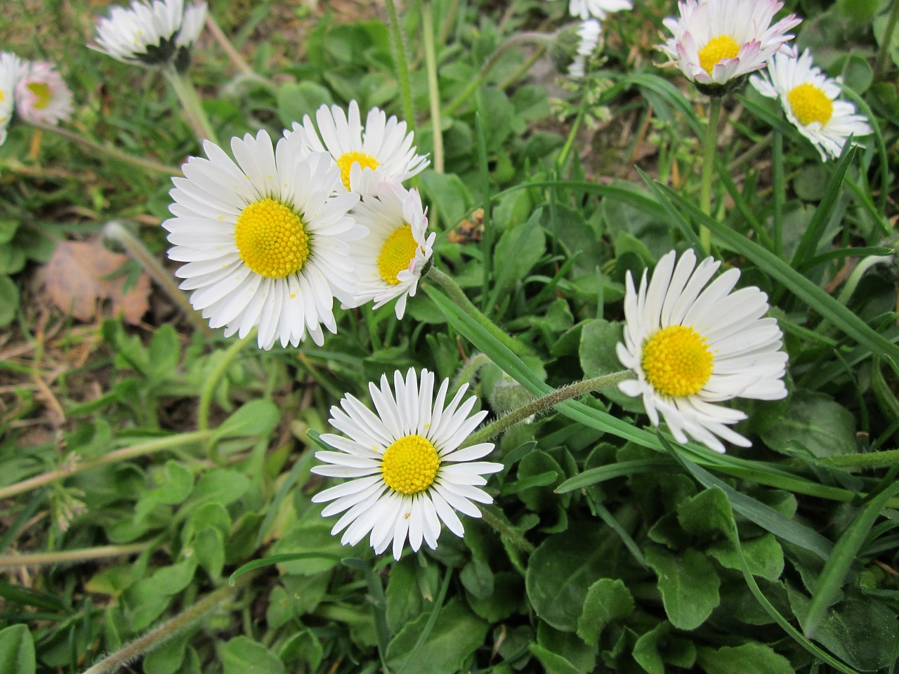 bellis perennis english daisy common daisy free photo