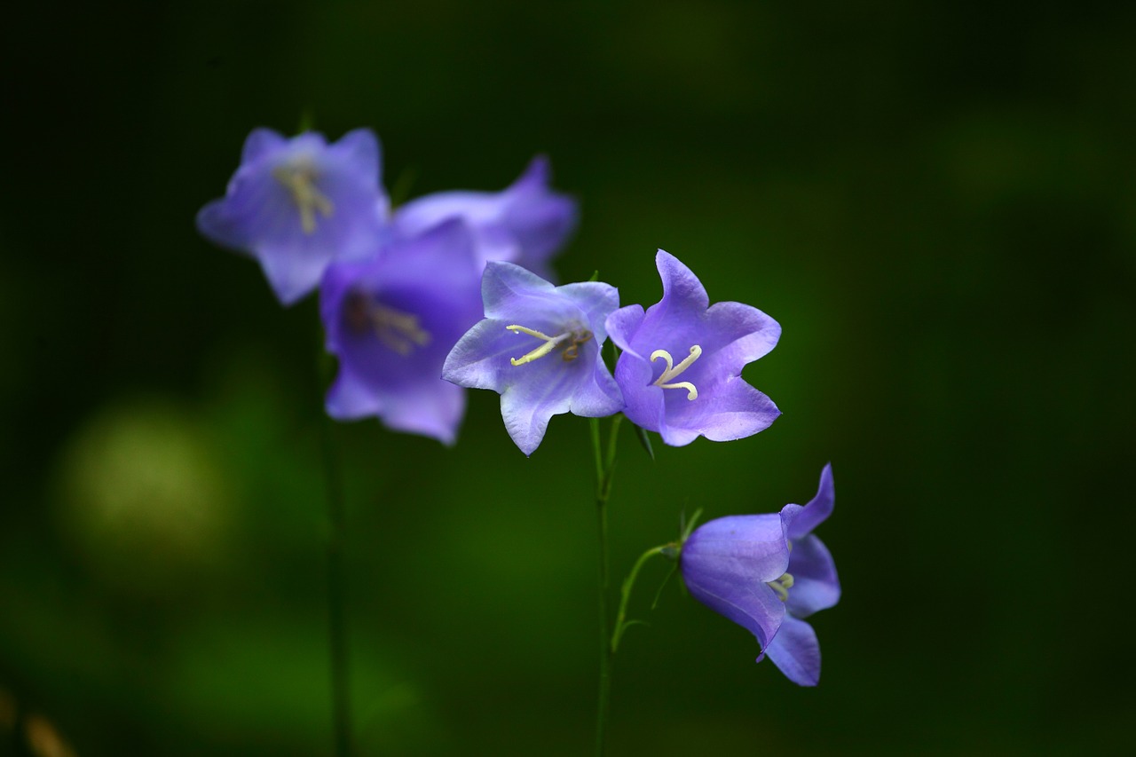 bells flowers summer free photo