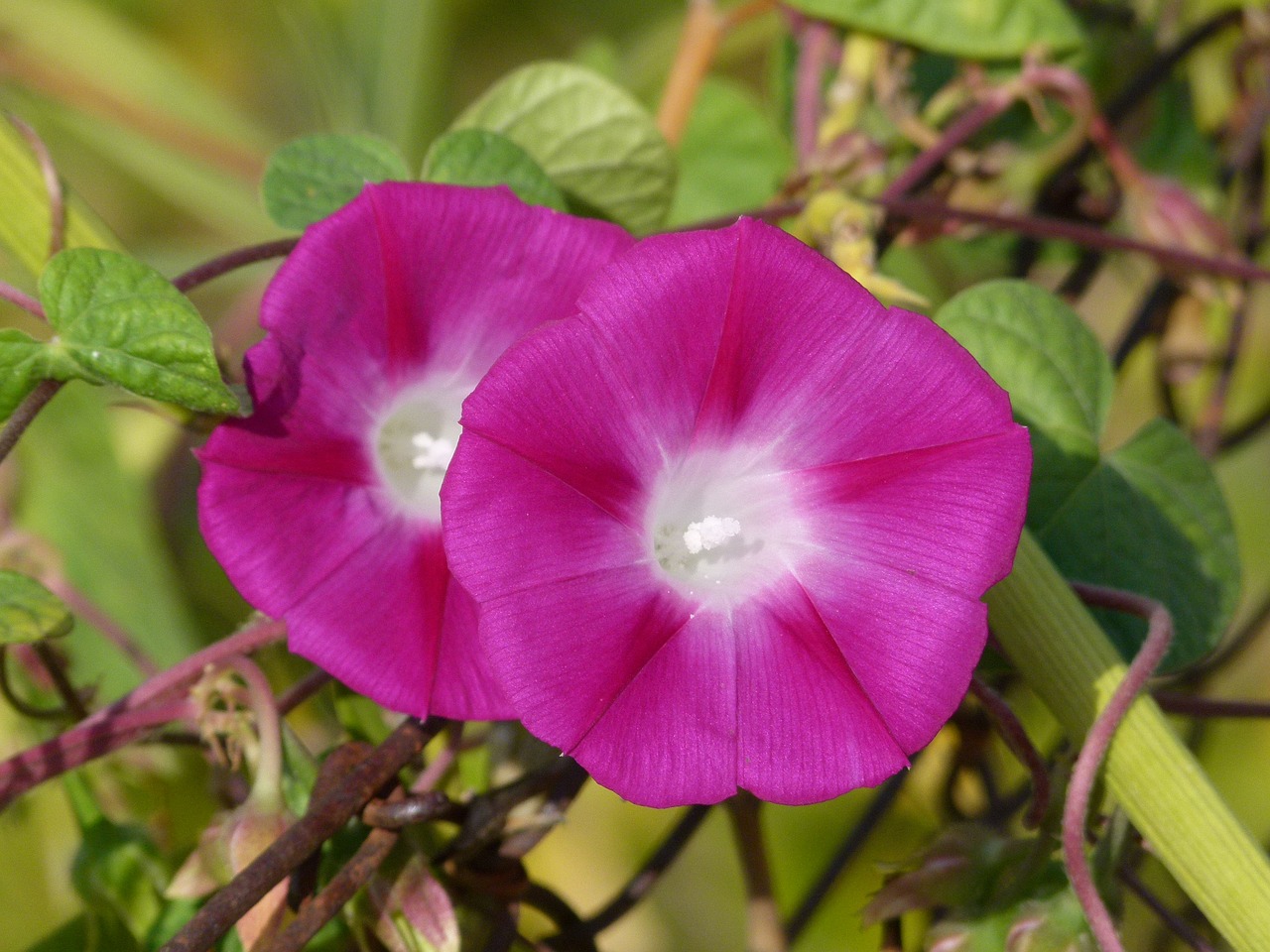 bells flowers beauty free photo