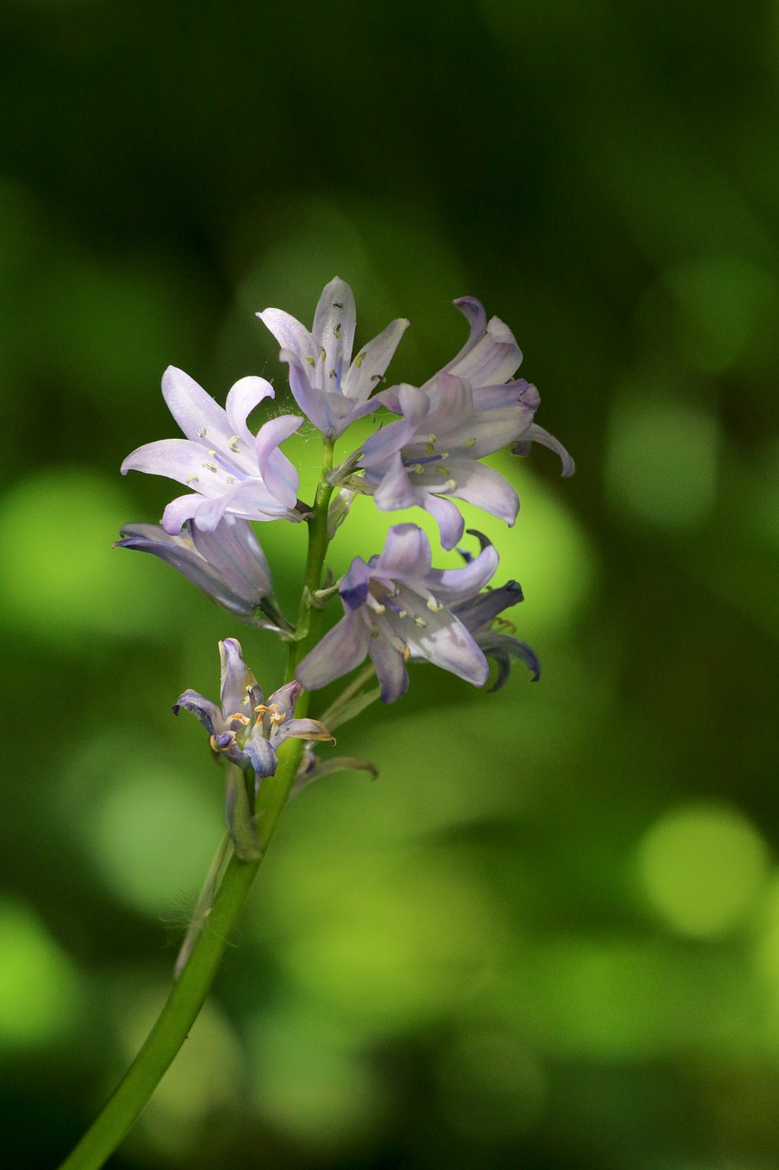 bells  plant  undergrowth free photo