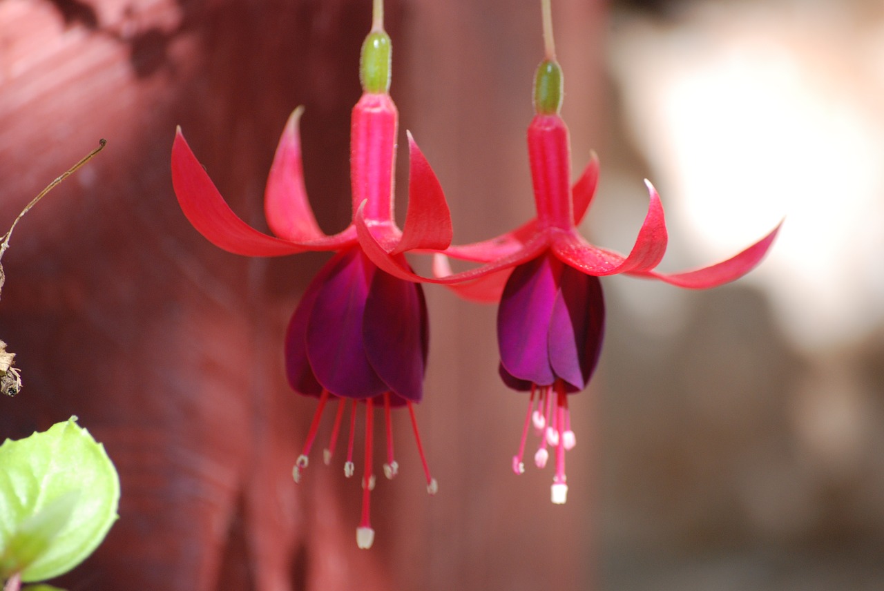 bells  flower  flowers free photo