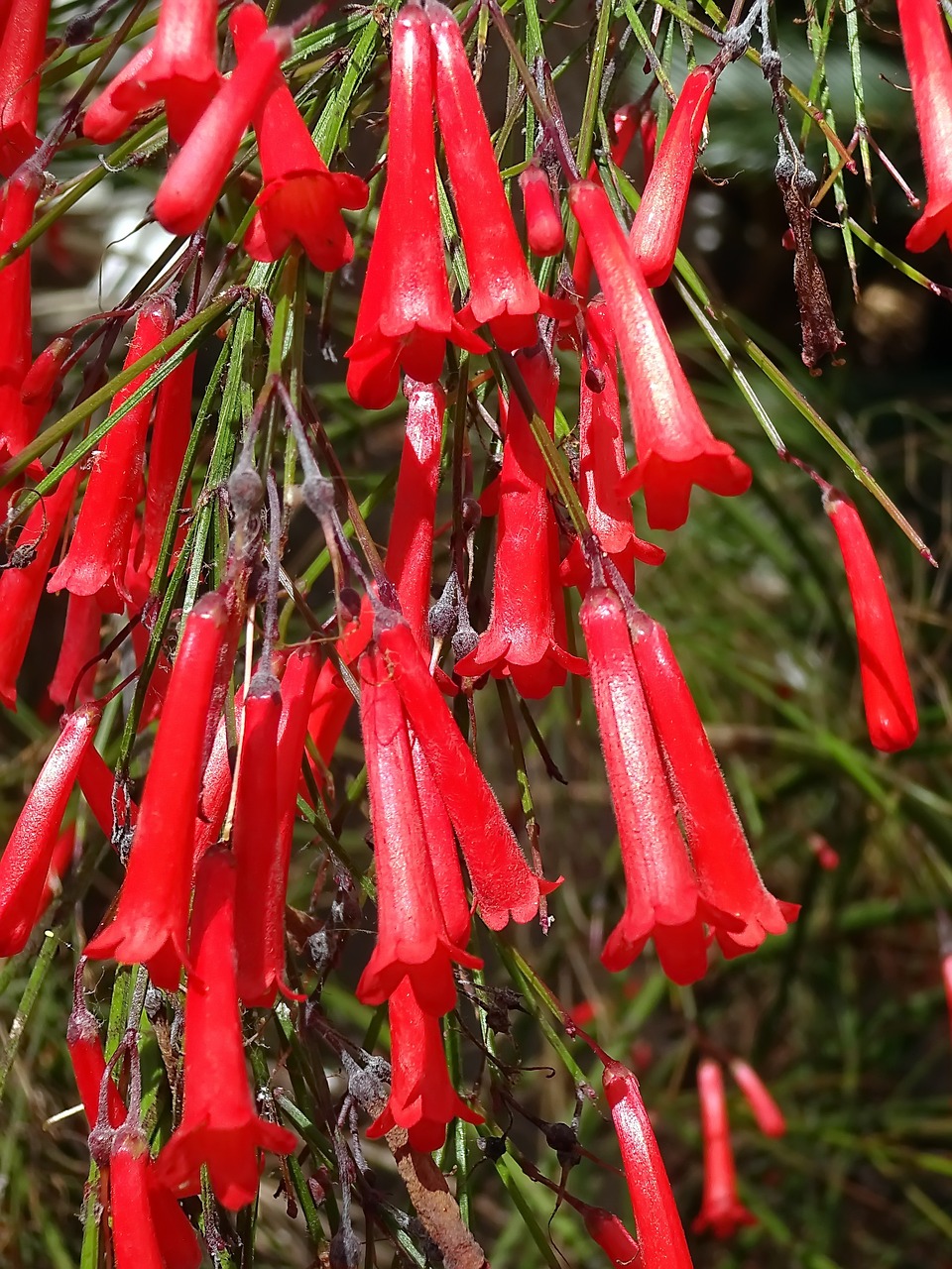 bells  red flower  color free photo