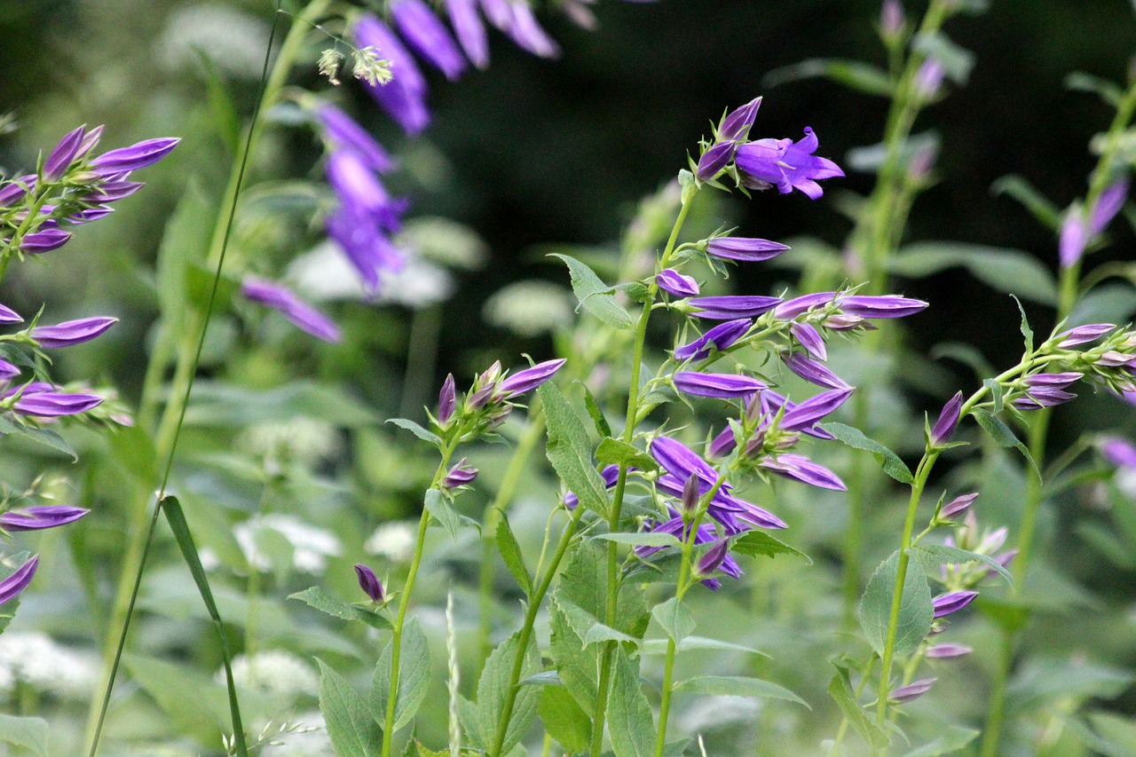 bells  grass  plant free photo