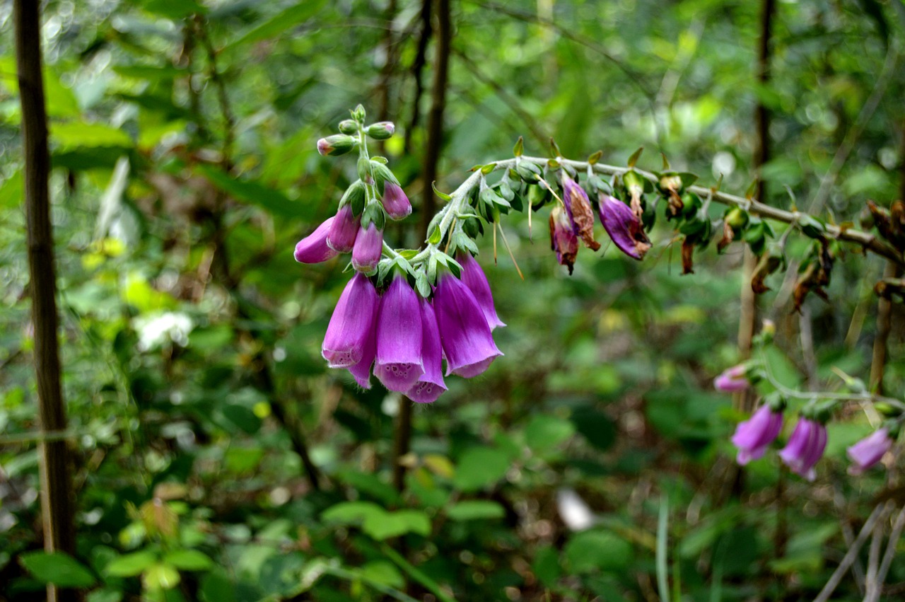 bells  plant  flowers free photo