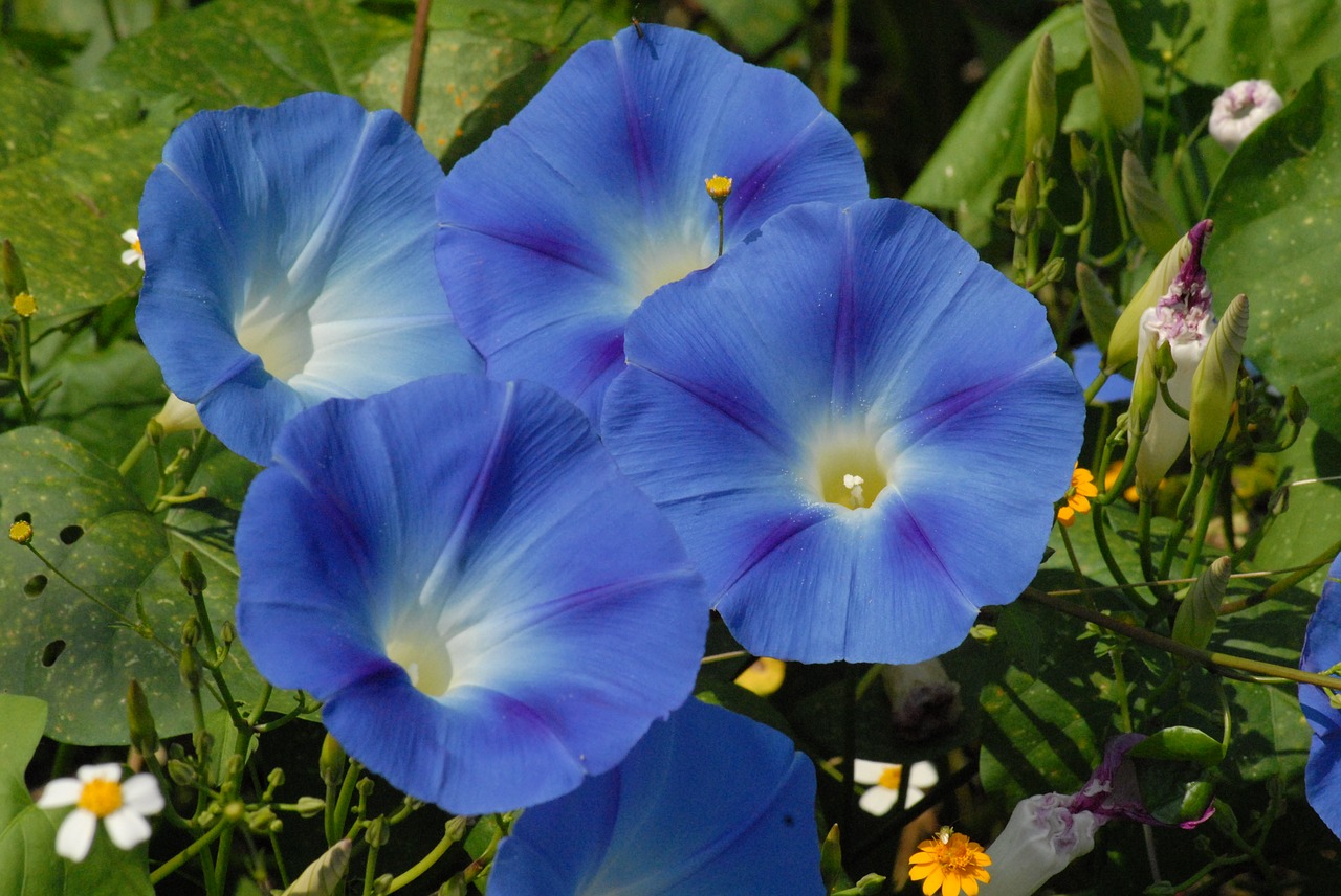 bells blue flowers garden free photo