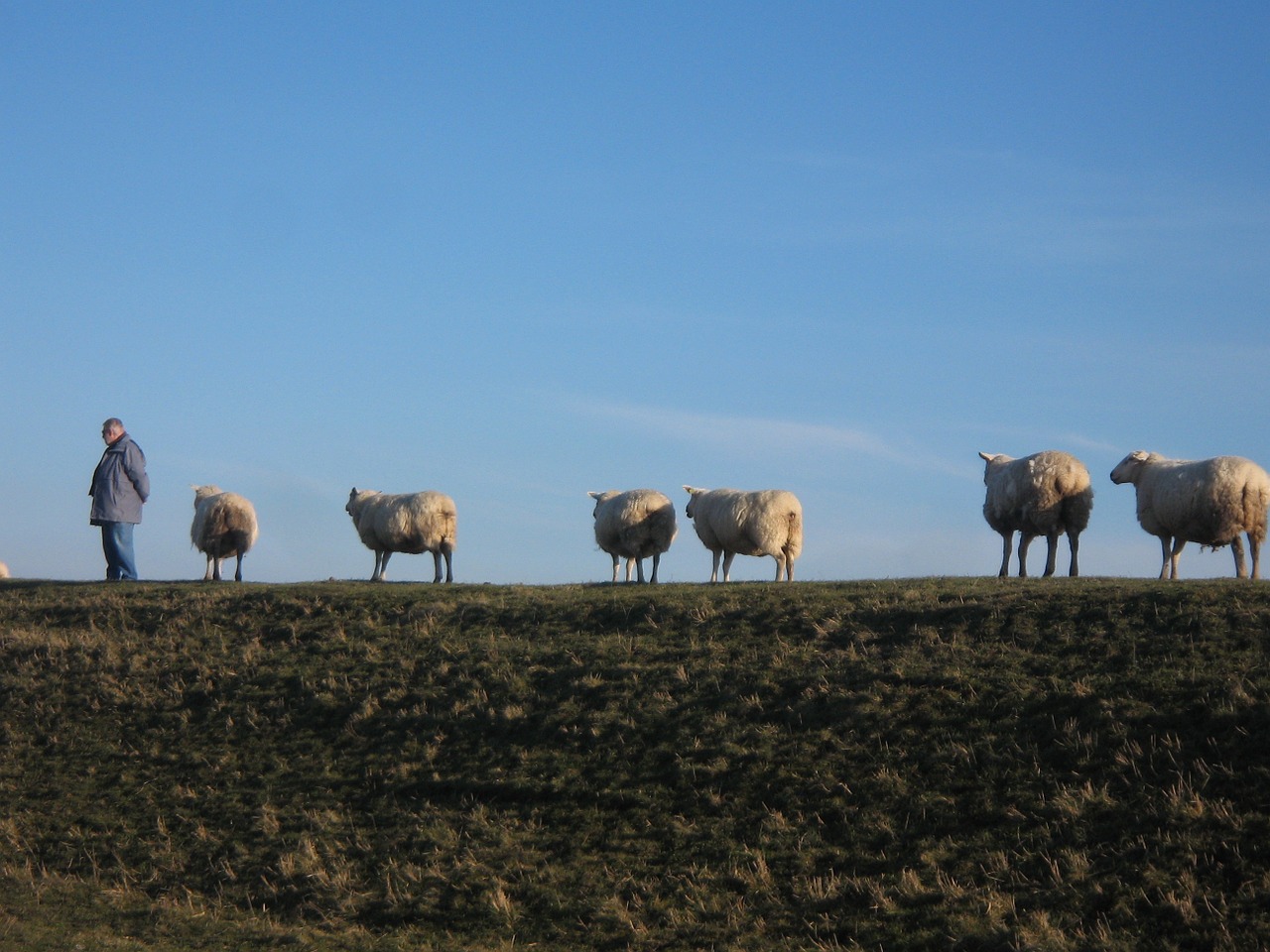 bellwether sheep on dyke walk free photo