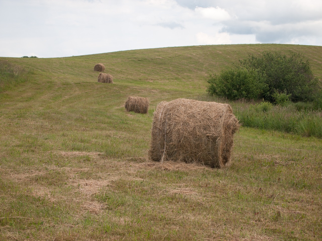 beloty meadow view free photo