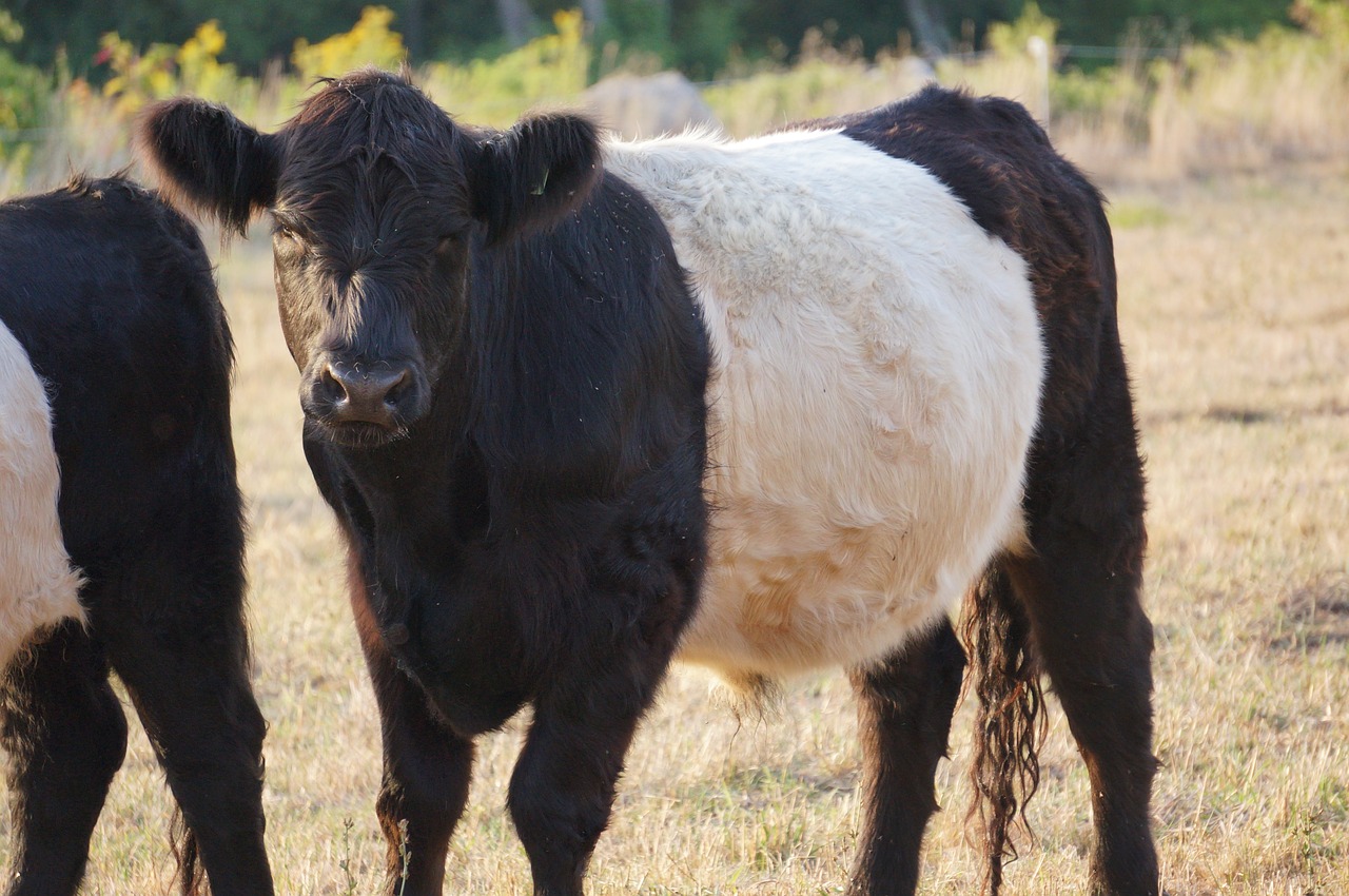 beltie  cow  beef free photo