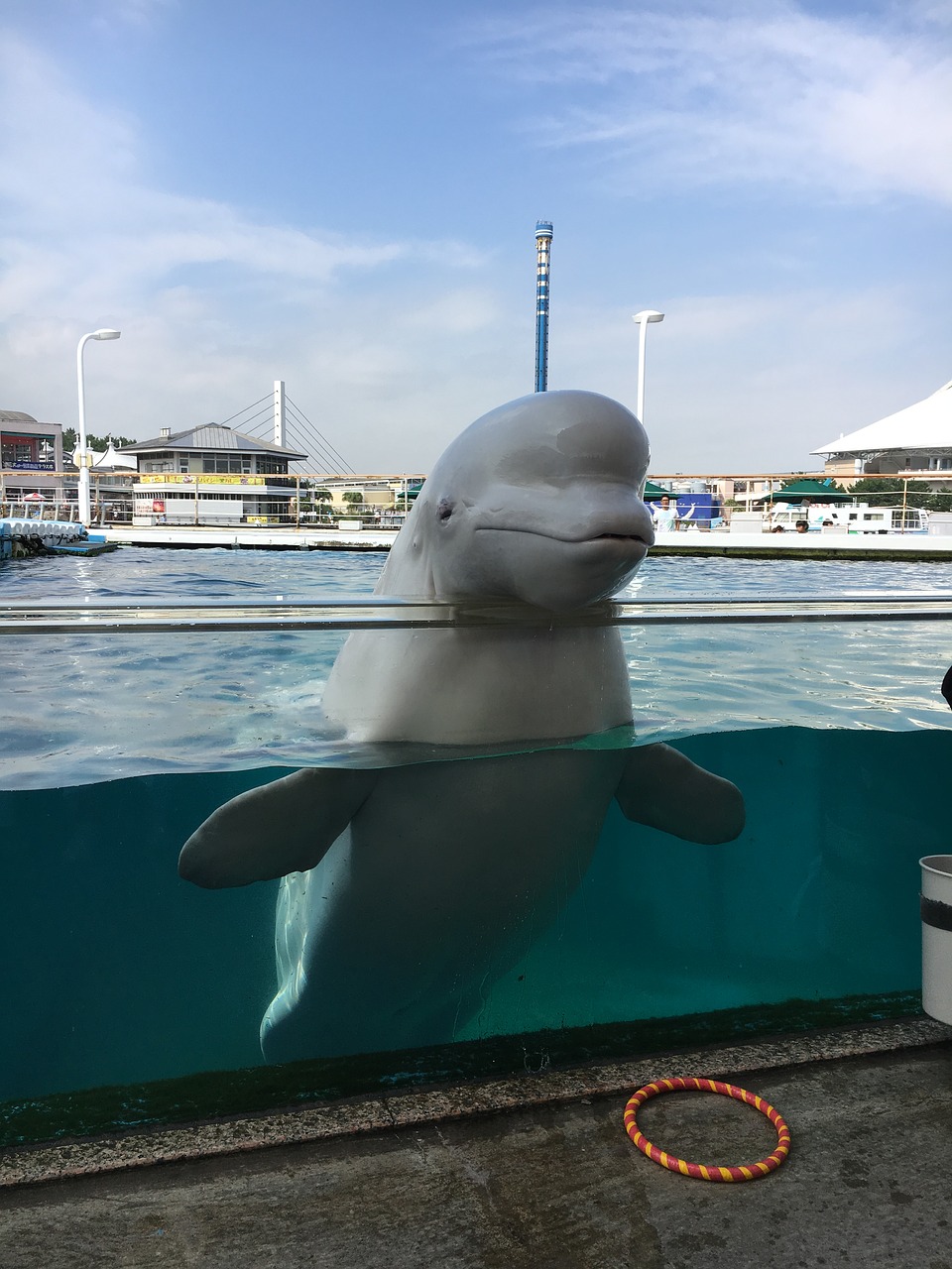 beluga aquarium dolphin free photo