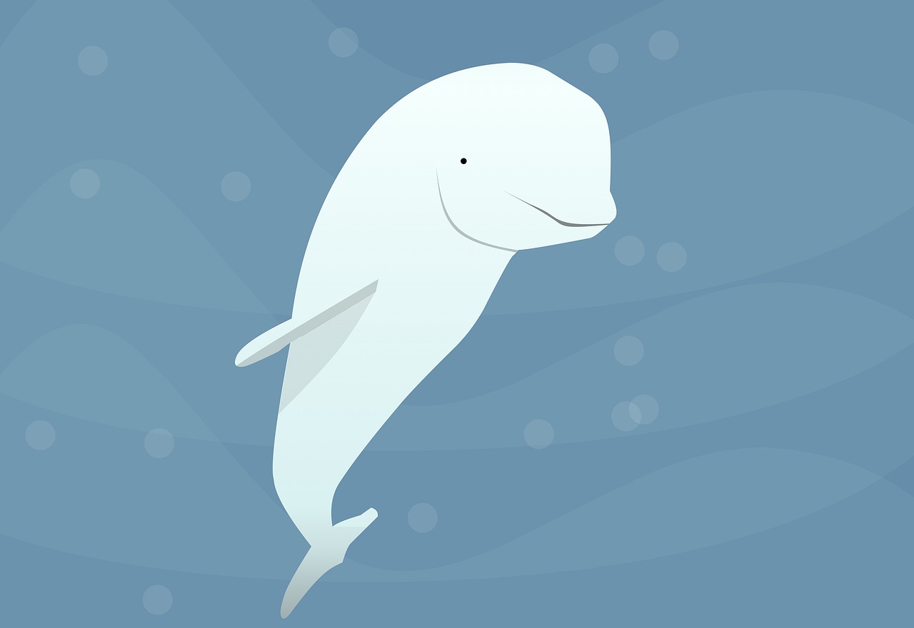 beluga  whale  cartoon free photo