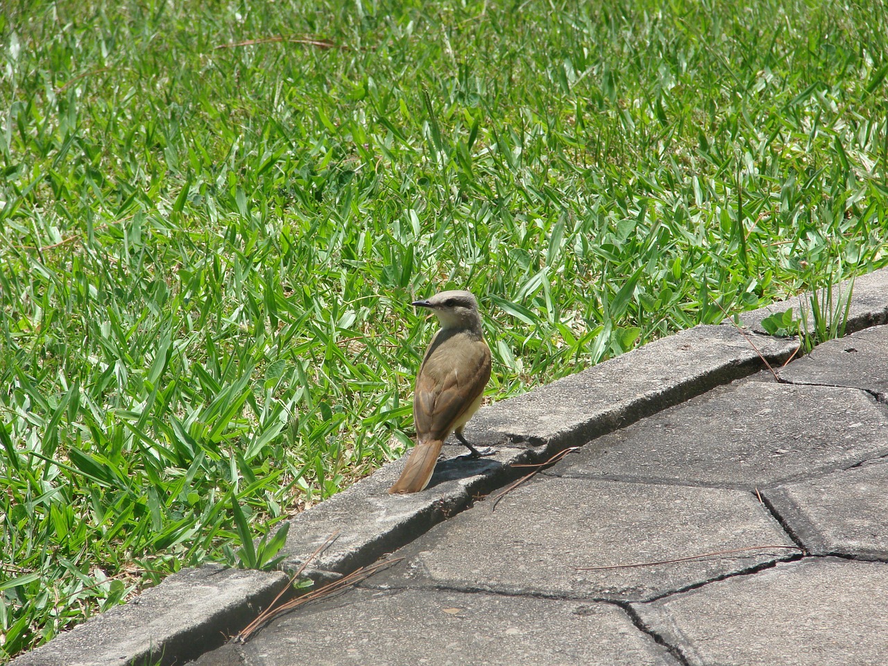 bem-te-vi bird brazilian free photo