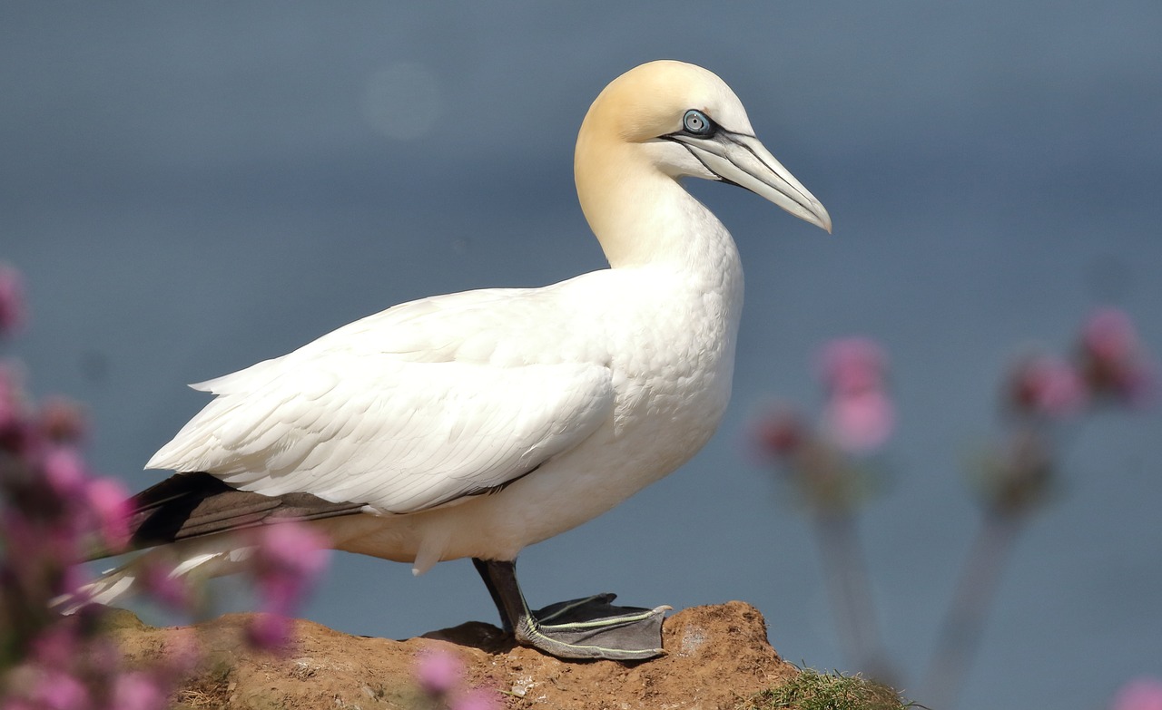 bempton cliffs  yorkshire  gannet free photo