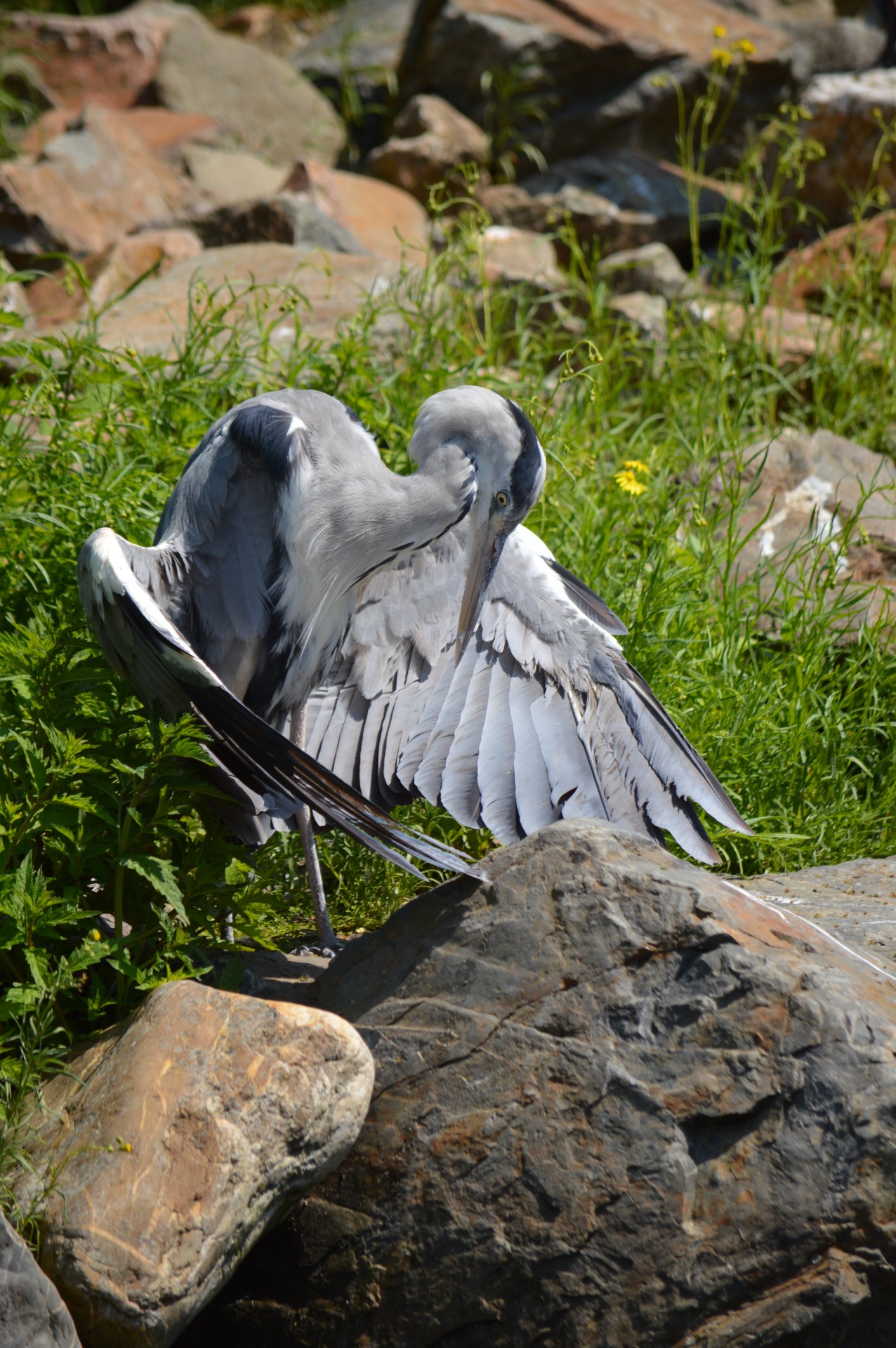 heron water bird free photo