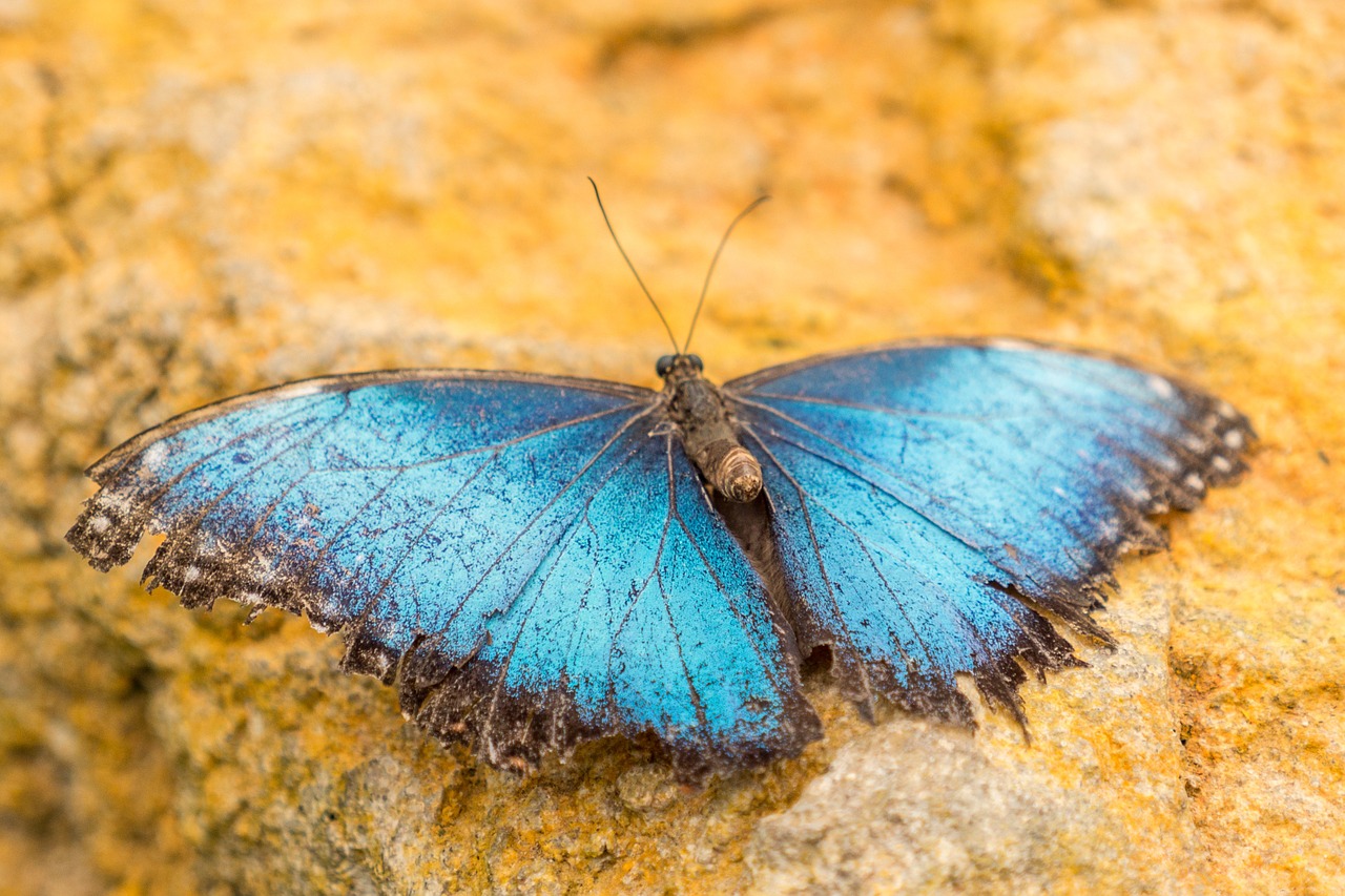 benalmádena mariposario benalmádena malaga free photo