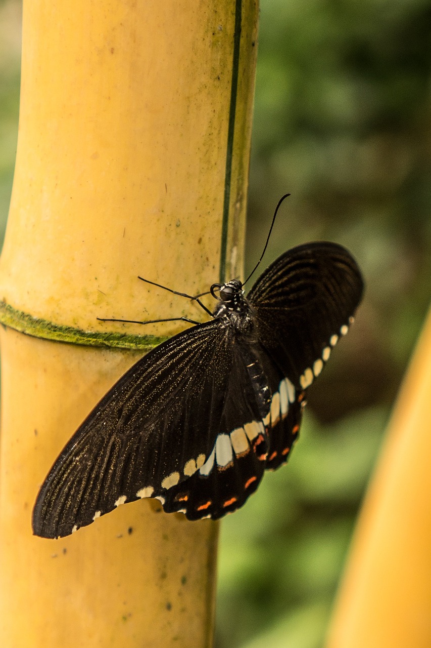 benalmádena mariposario benalmádena malaga free photo