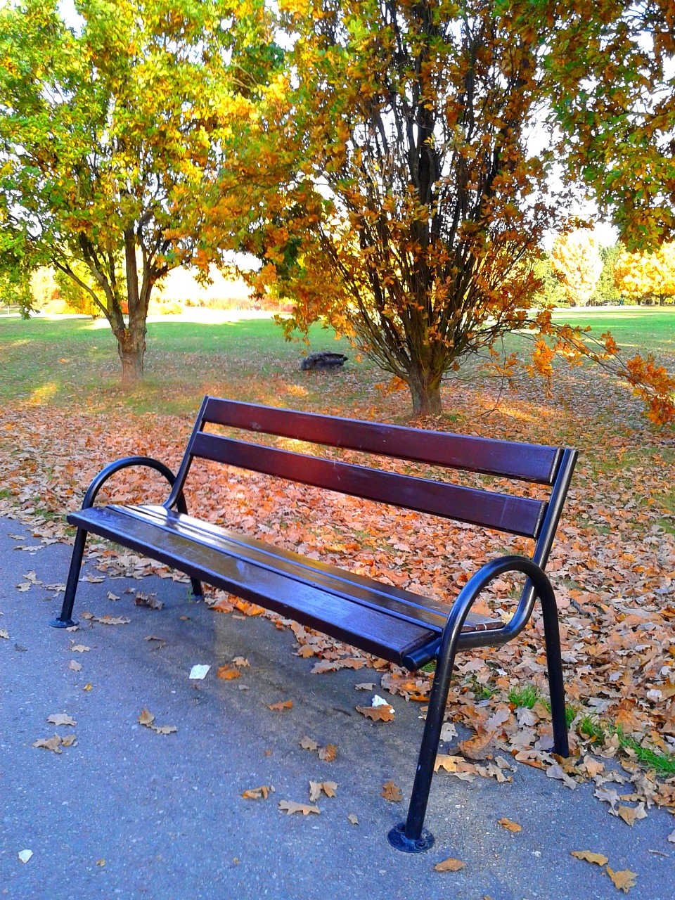 bench autumn nature free photo