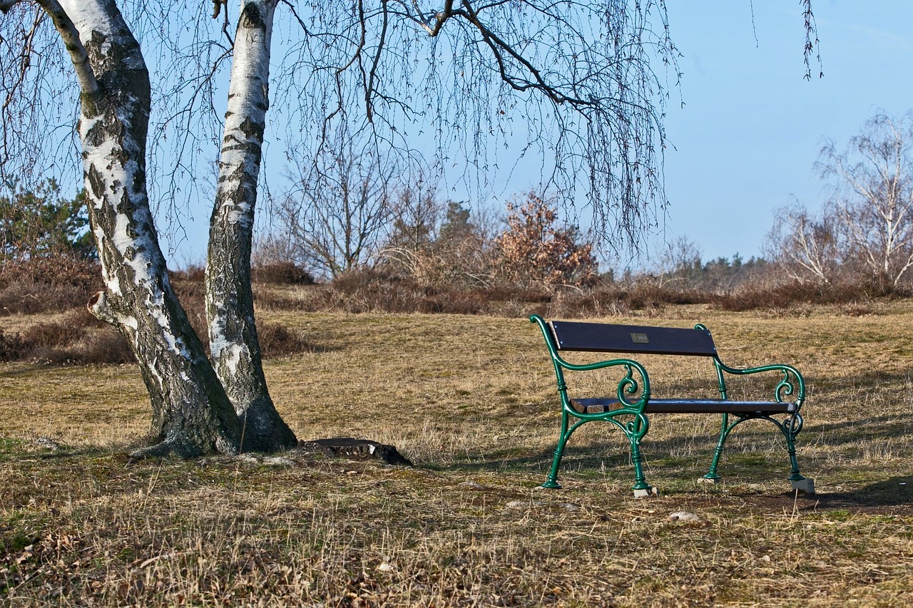 bench birch bench under a birch free photo