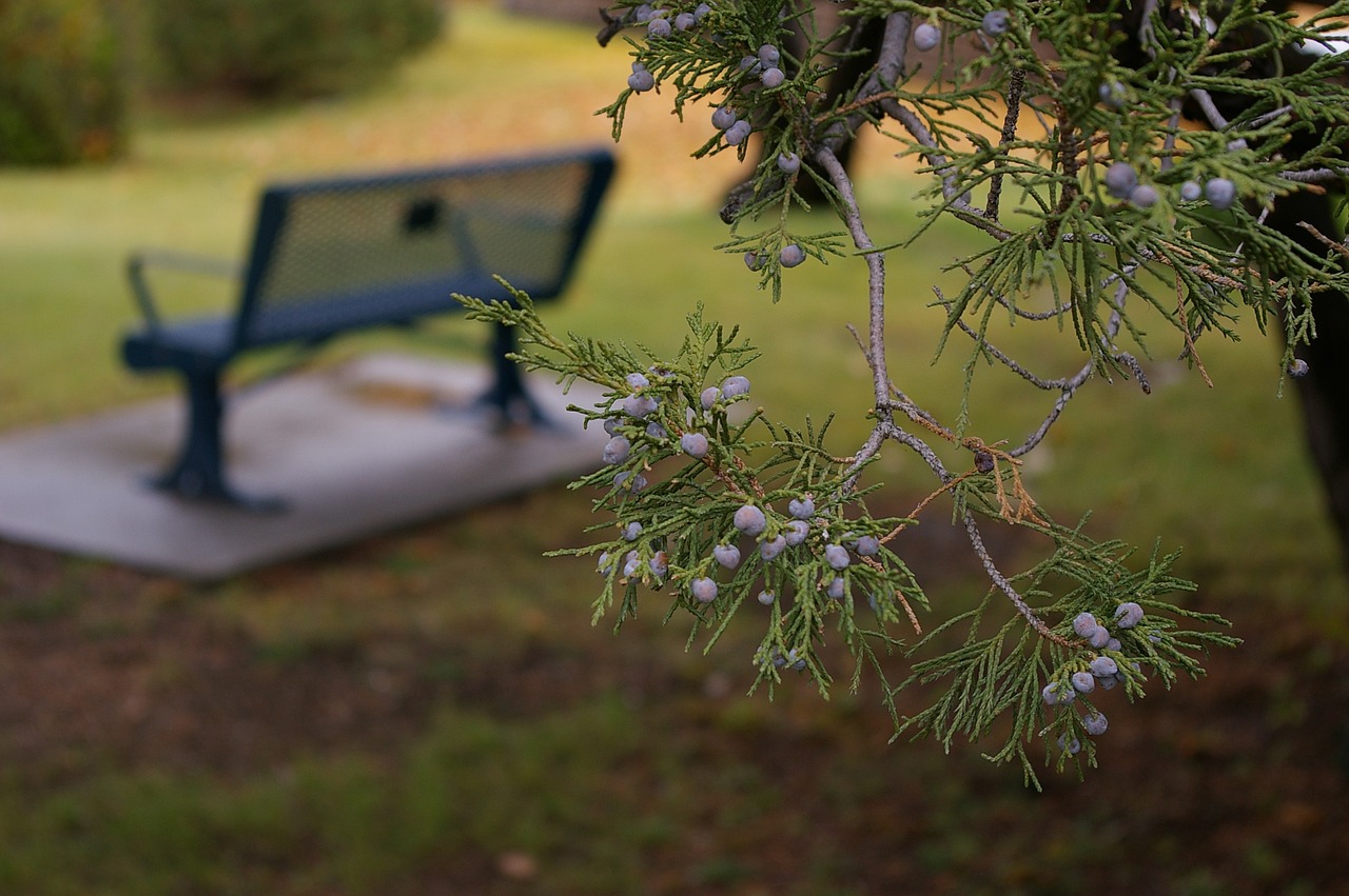 bench park park bench free photo