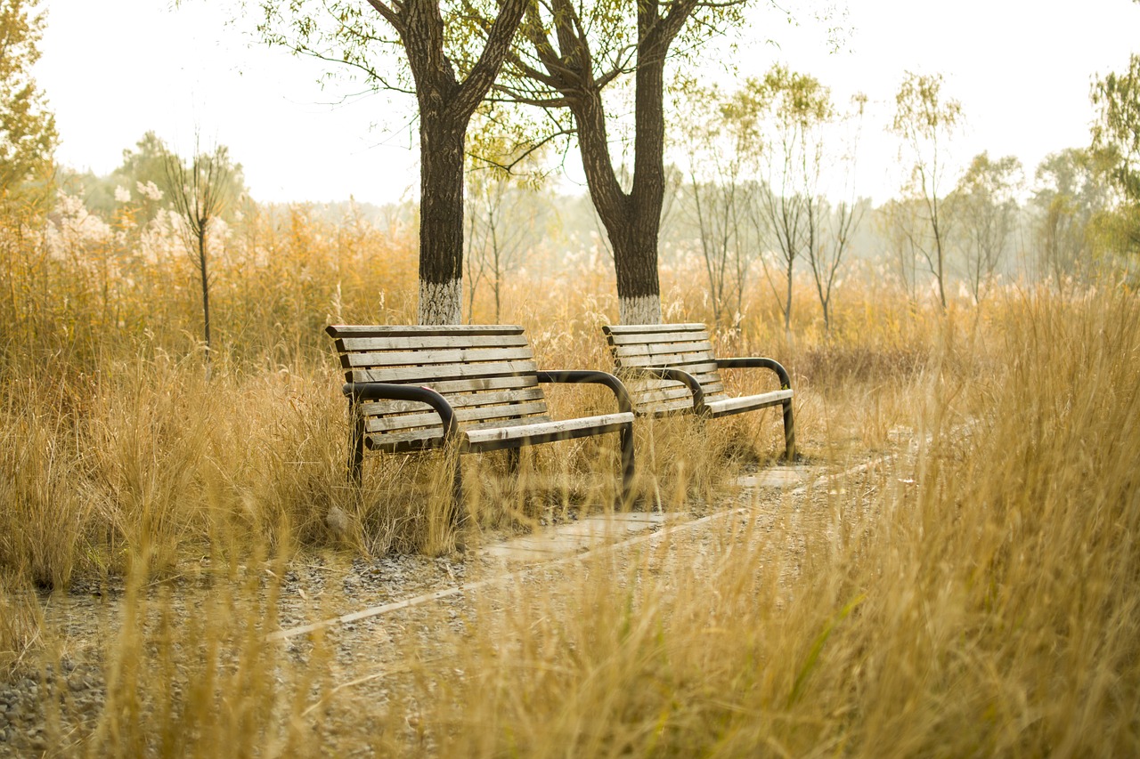 bench park autumn free photo