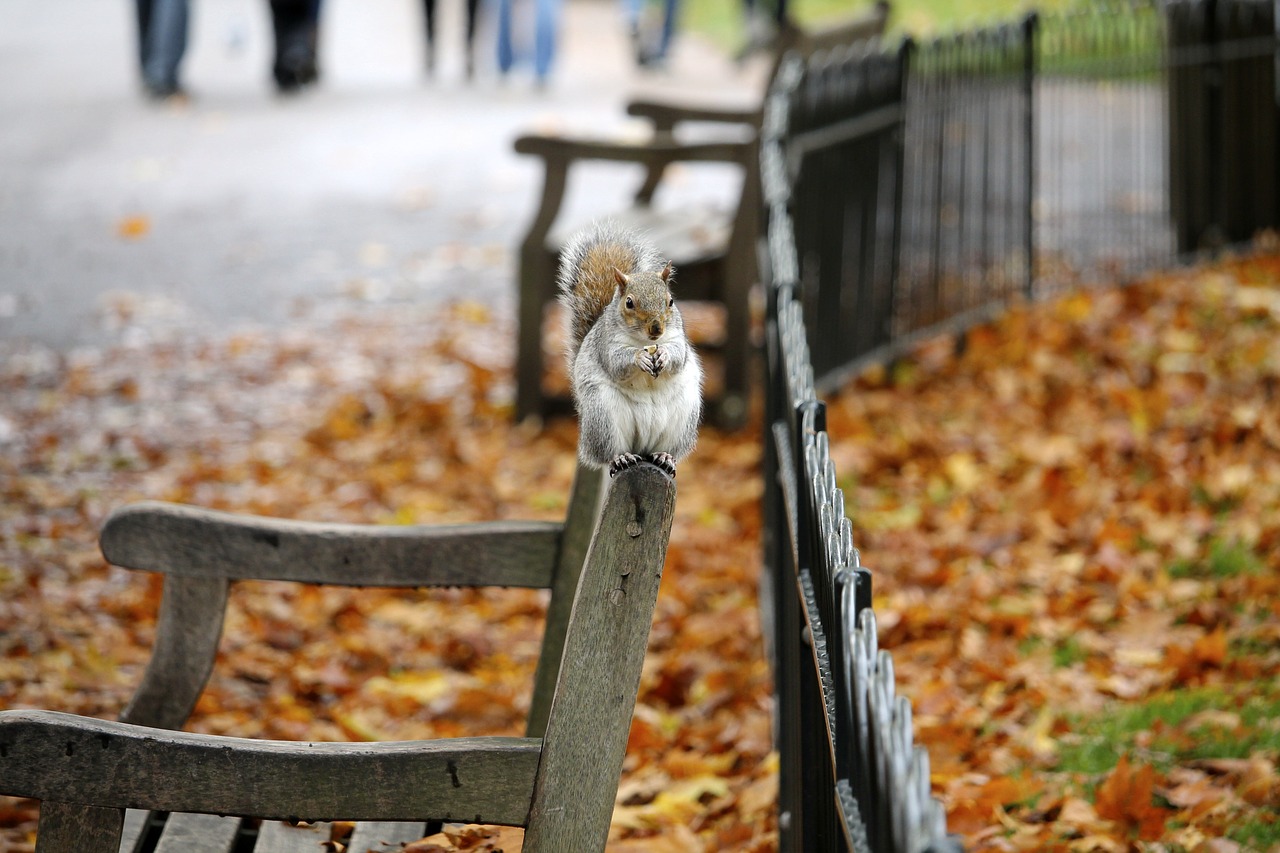 bench animal park free photo