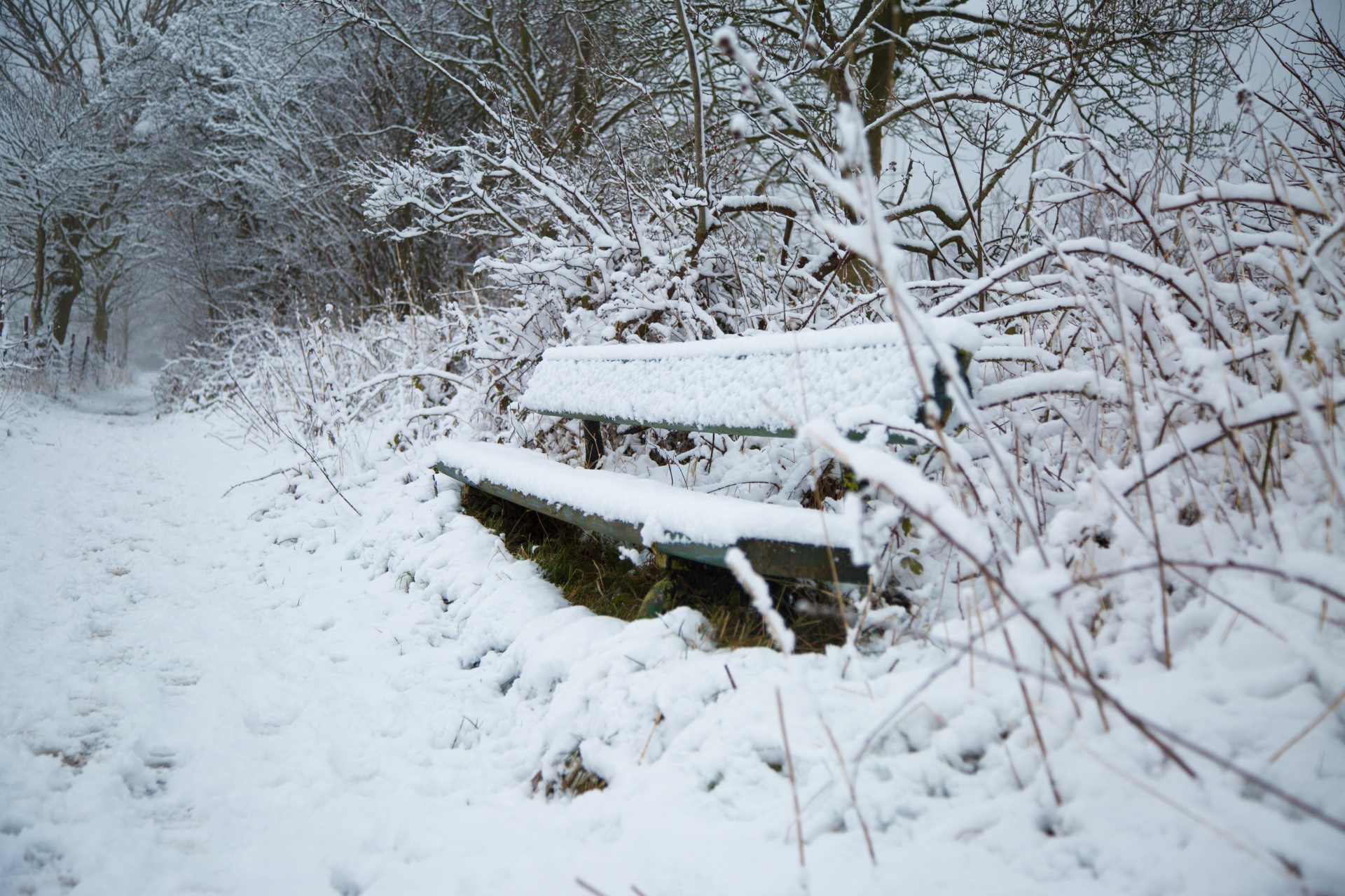 bench park wooden free photo