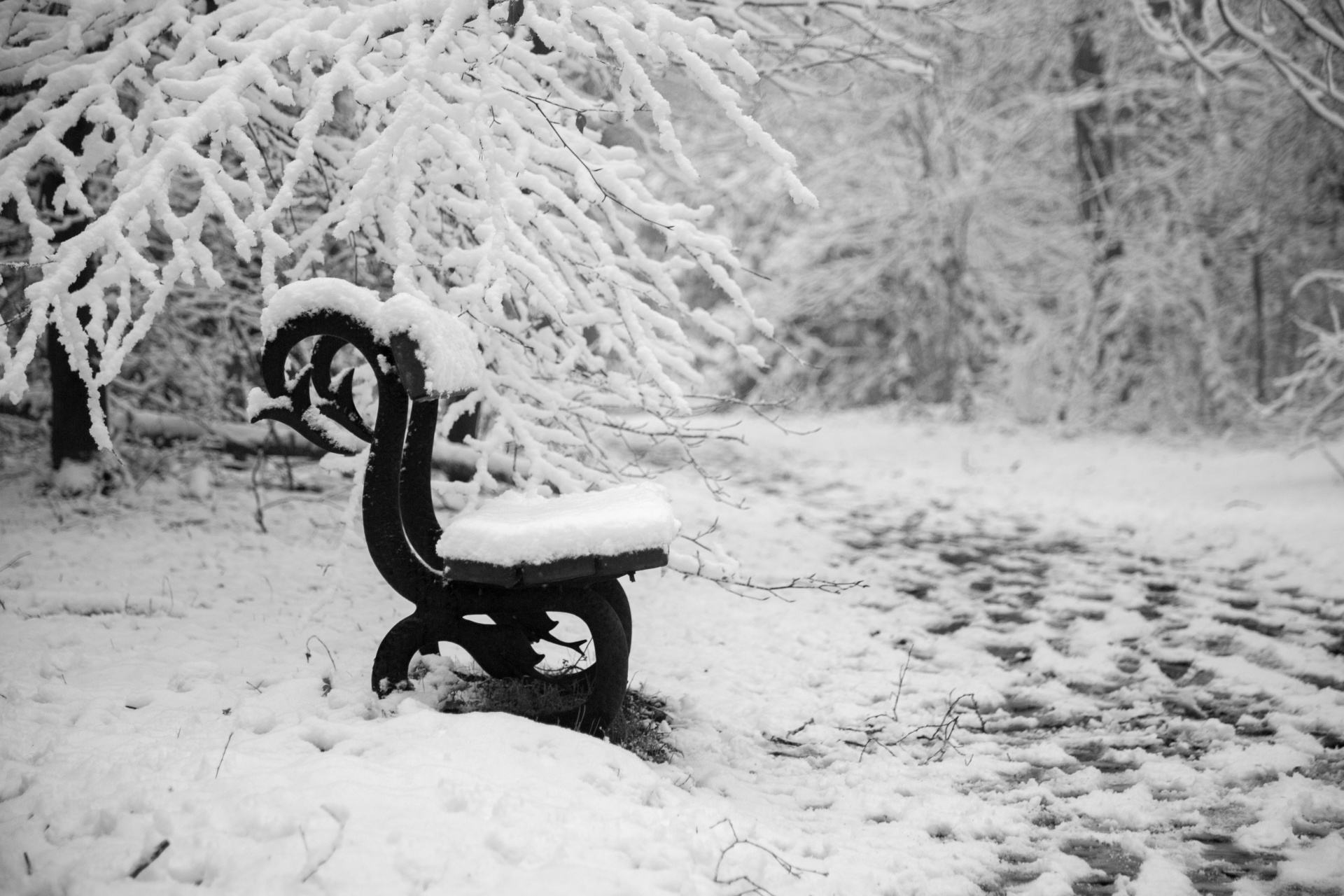 bench park wooden free photo