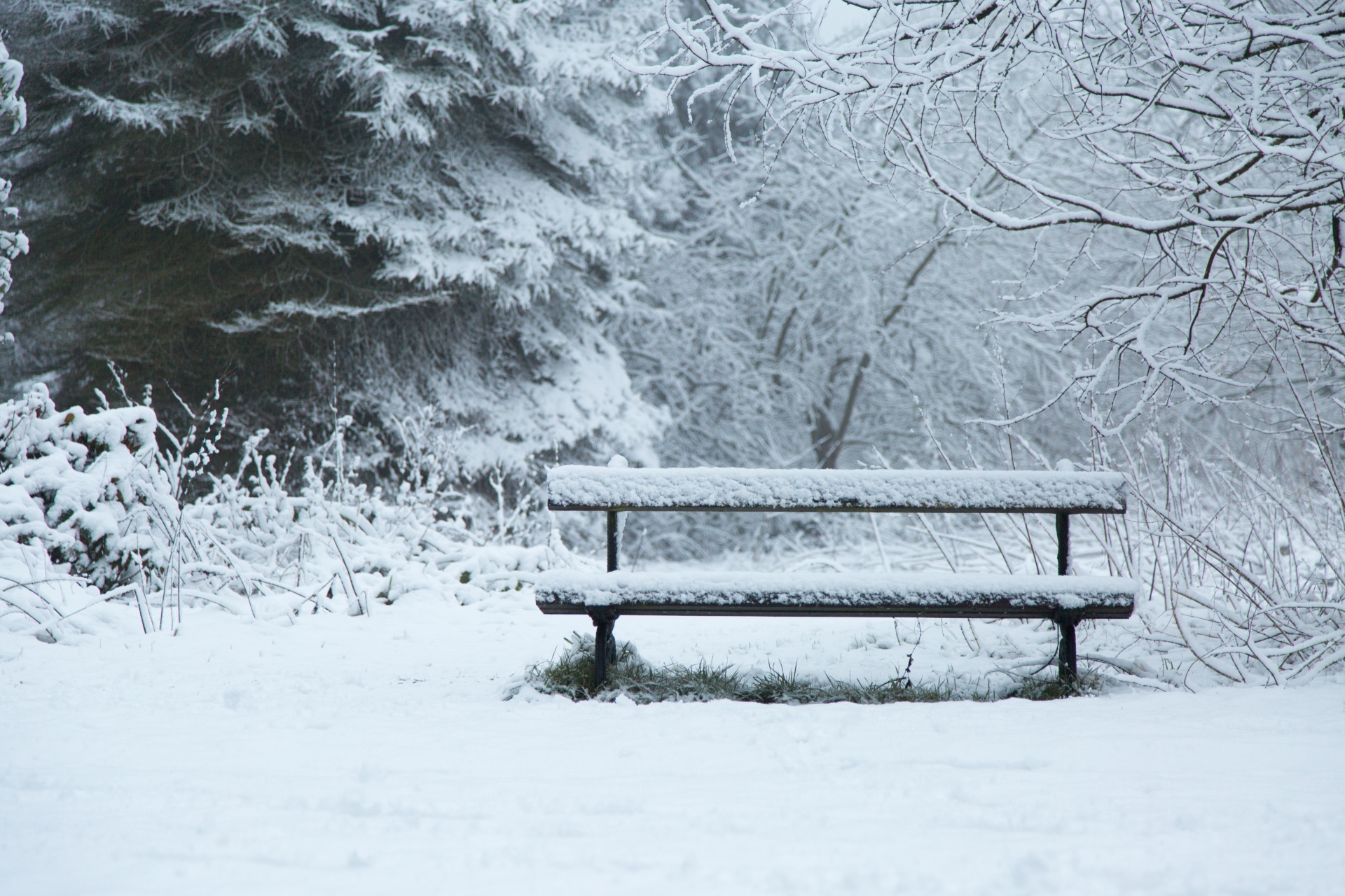 bench park wooden free photo