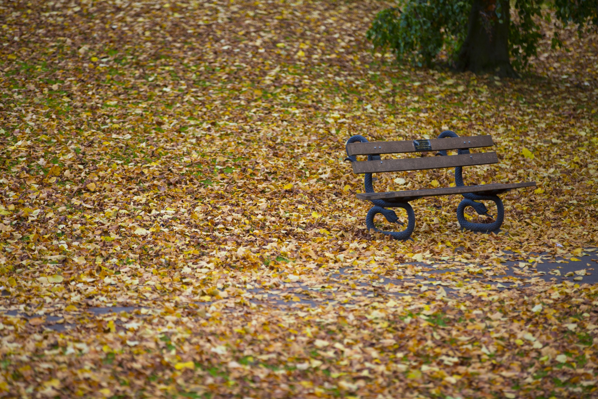 autumn leaf leaves free photo