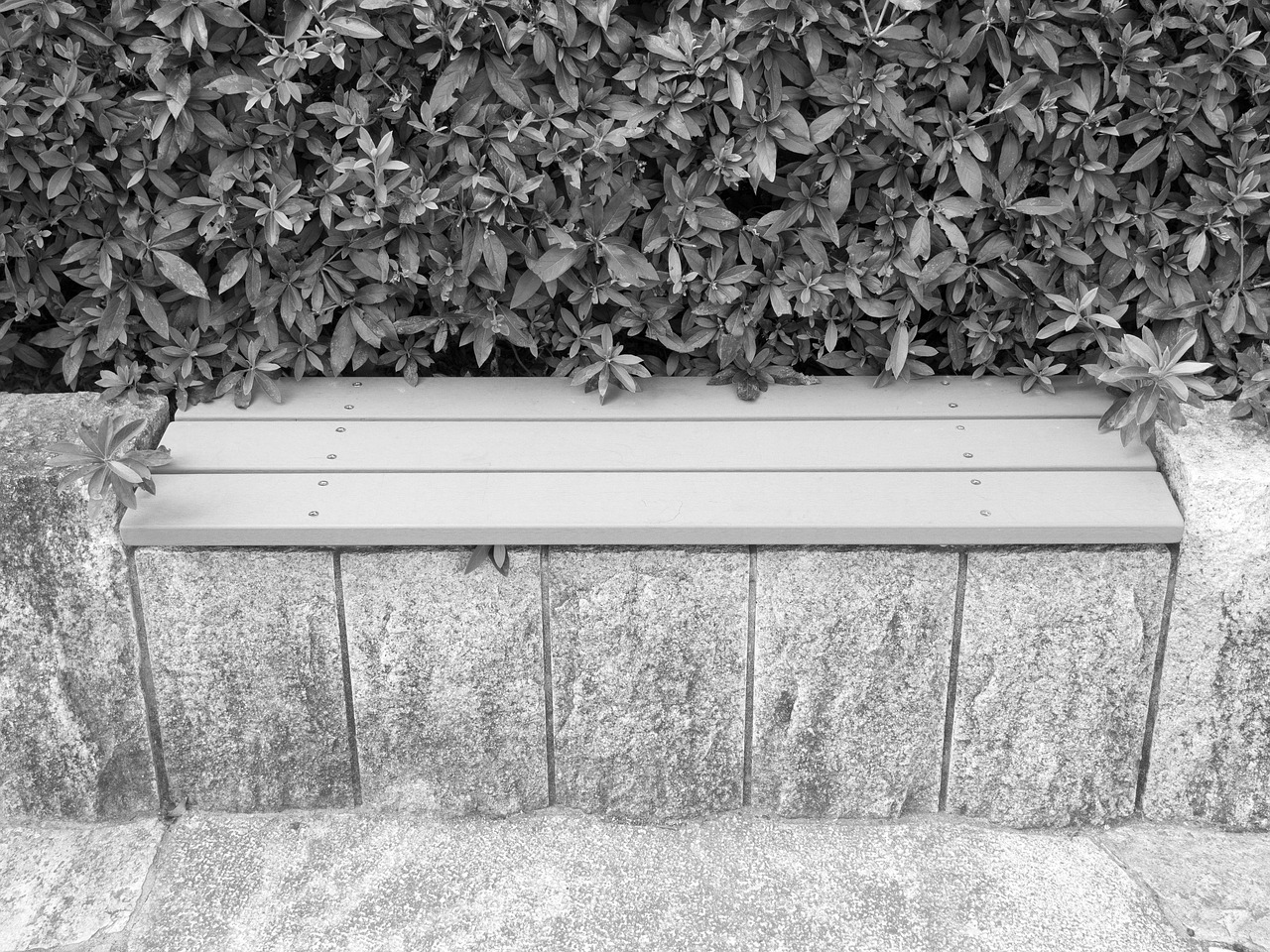 bench green black and white free photo