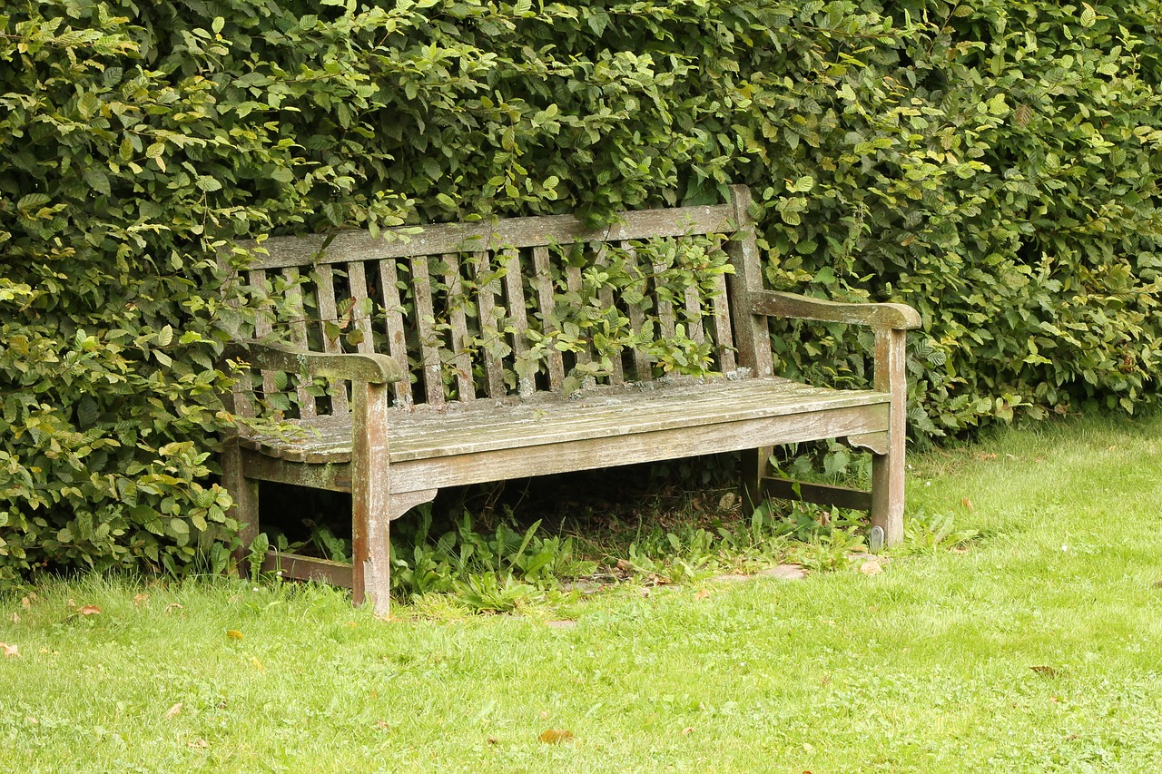 bench nature outdoor free photo