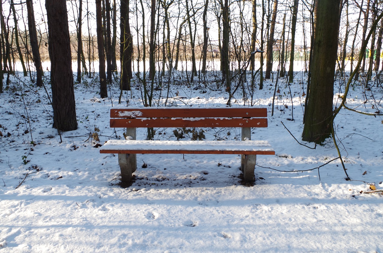 bench forest winter free photo