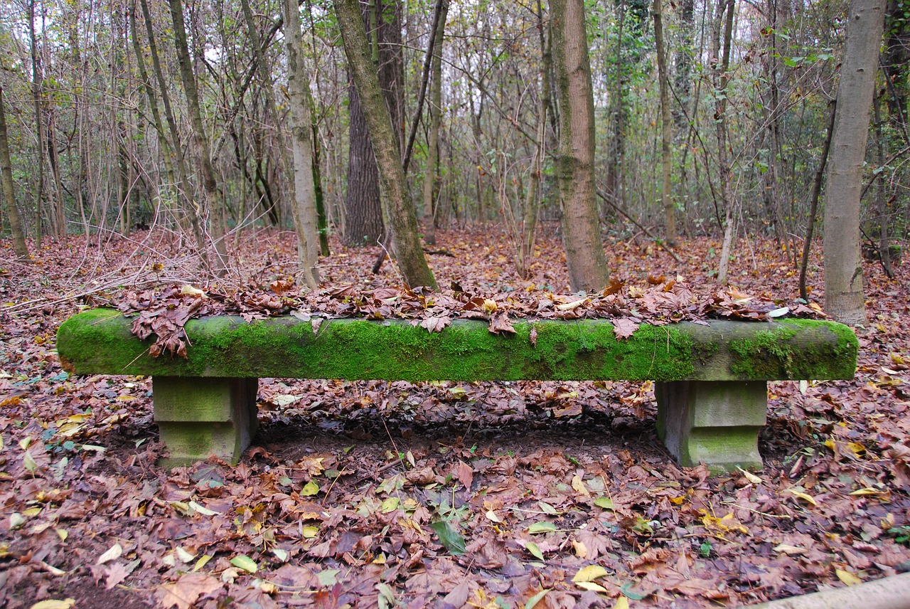 bench moss autumn free photo
