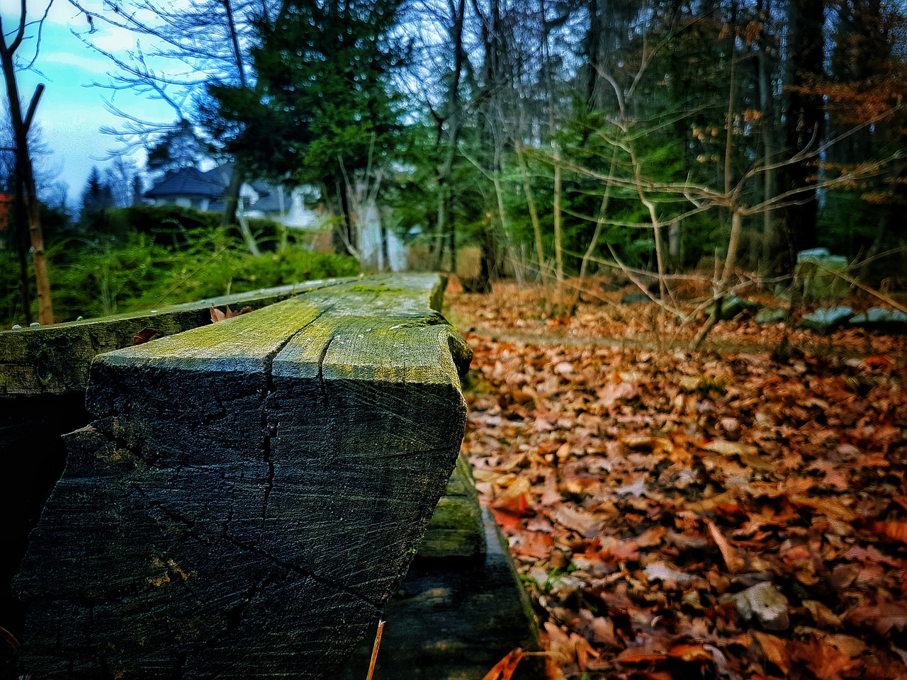 bench leaves green free photo