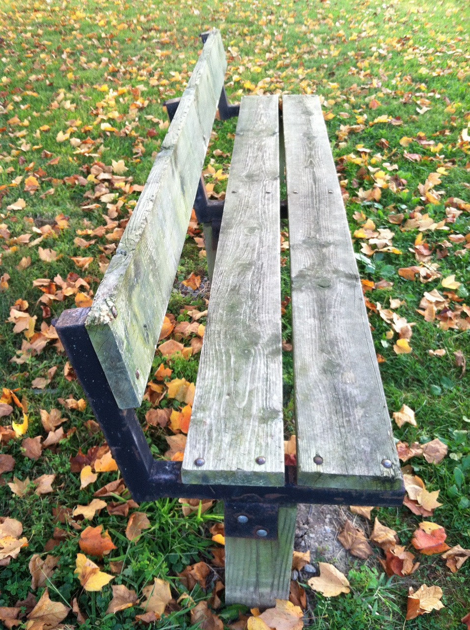 bench leaves nobody free photo