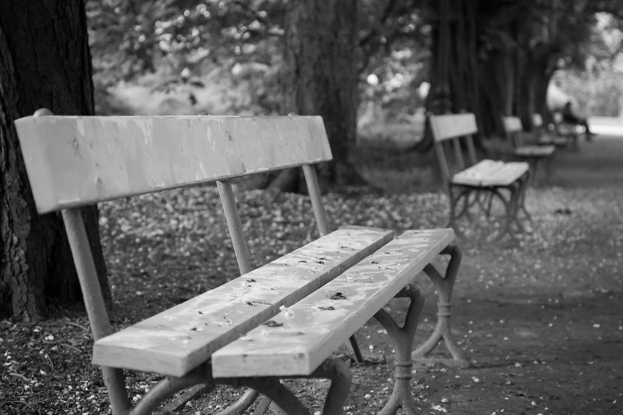 bench park bokeh free photo