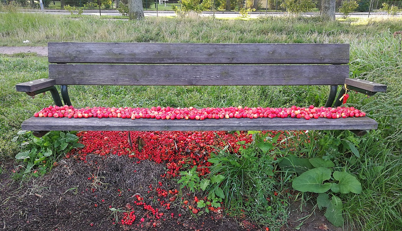 bench rosehip red free photo