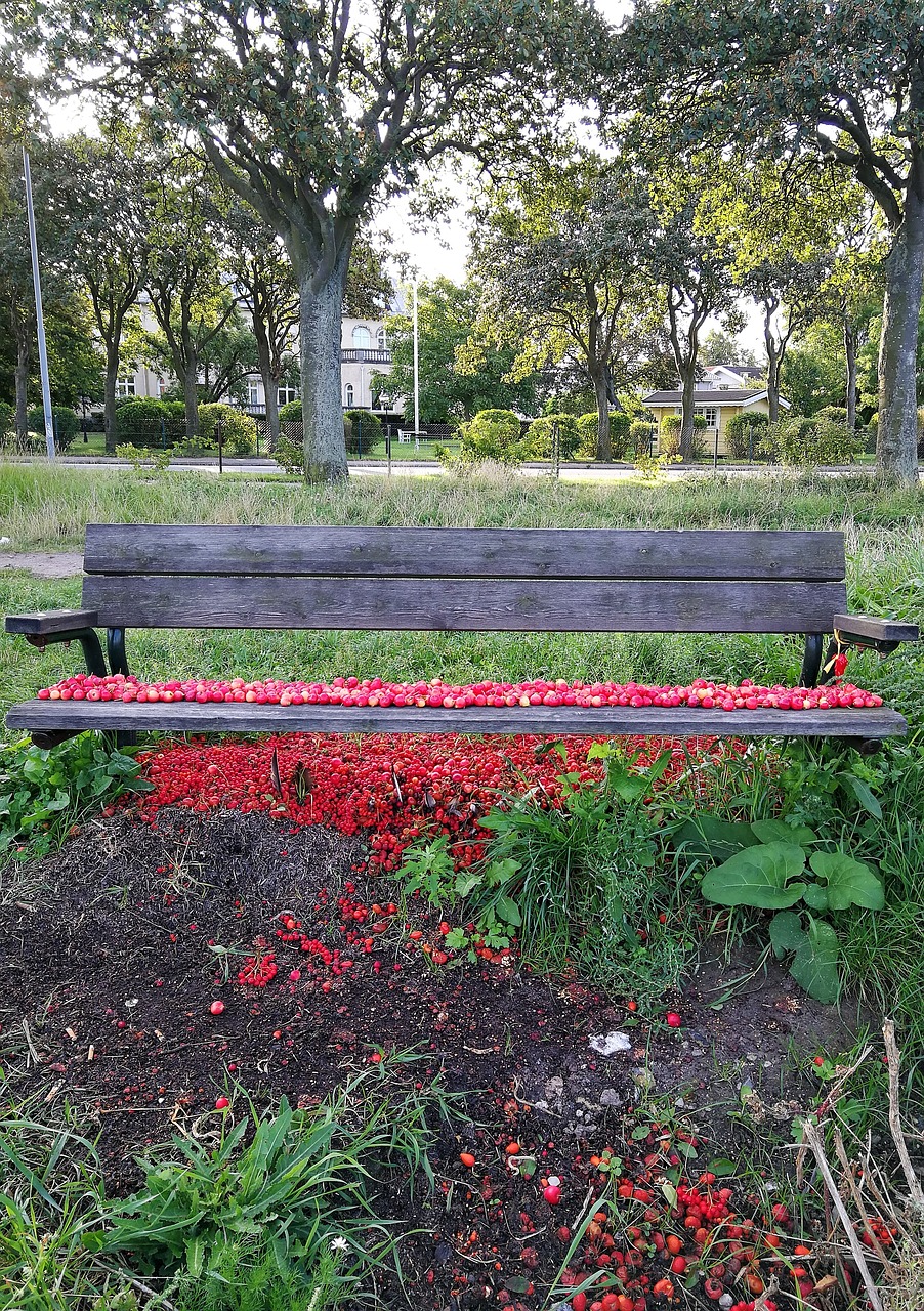 bench rosehip red free photo