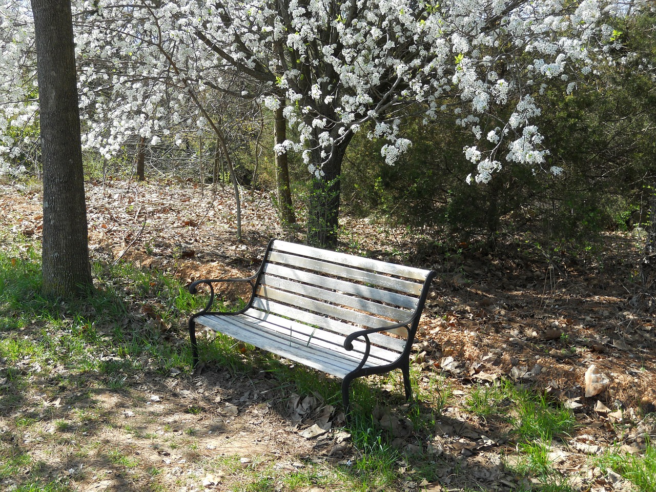 bench nature park bench free photo