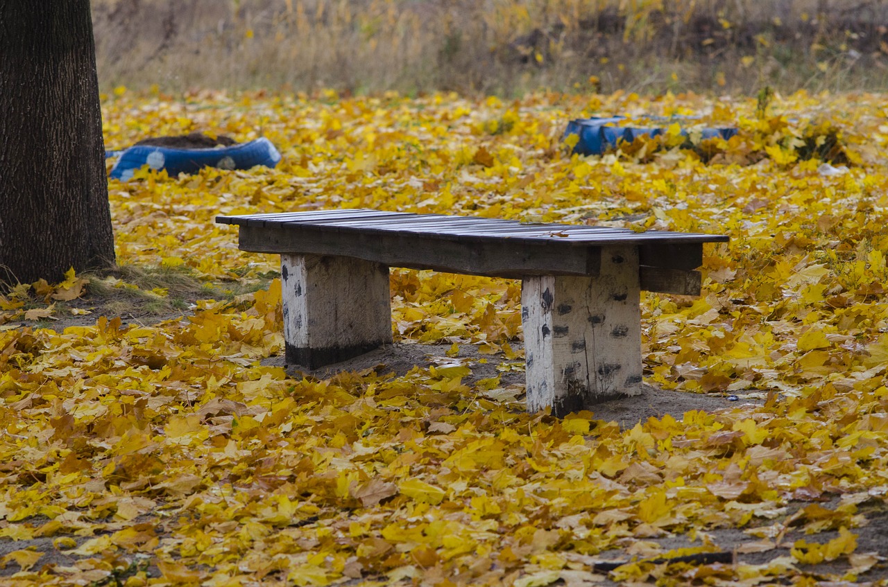 bench autumn foliage free photo